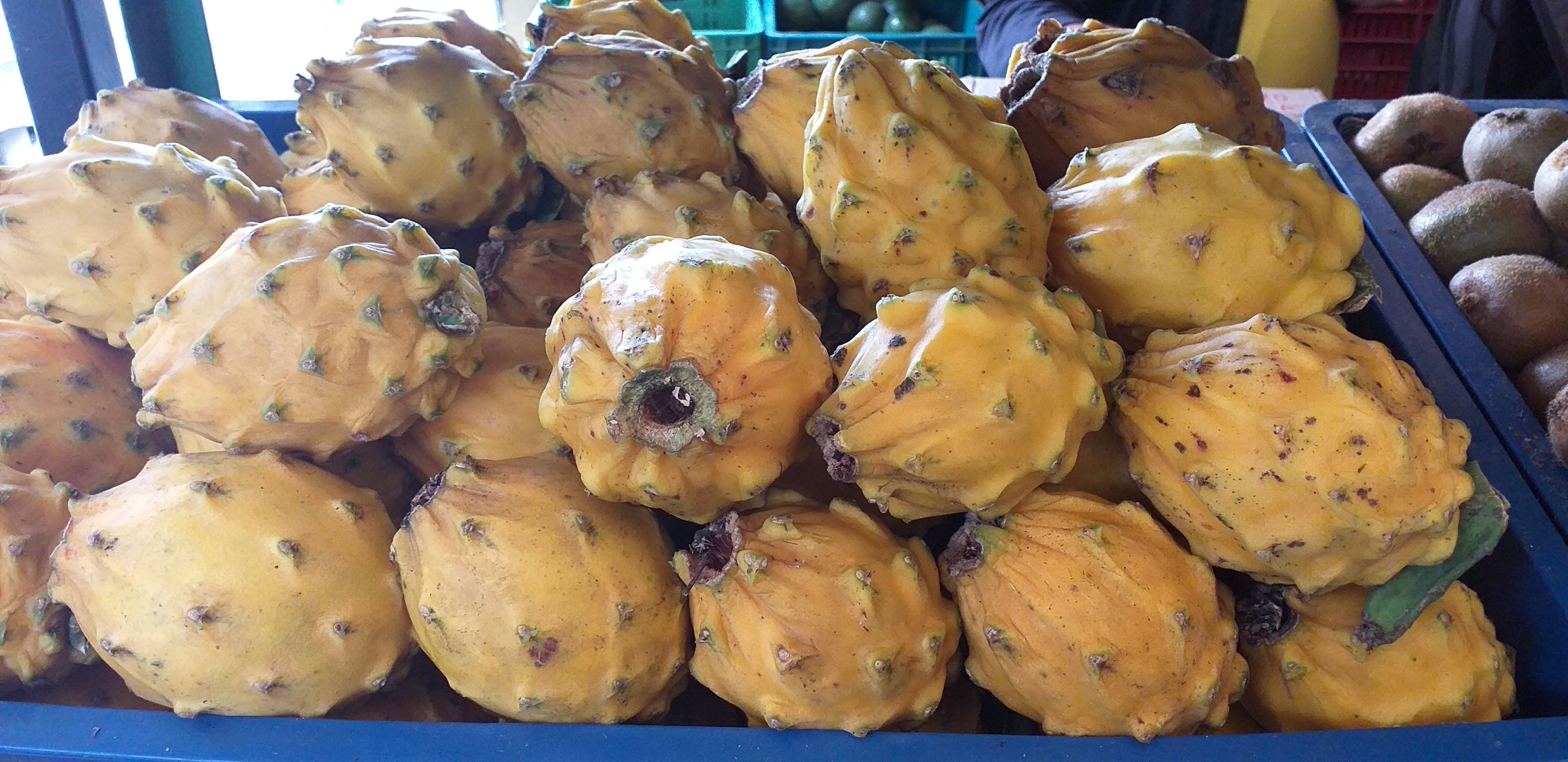 Pitaya