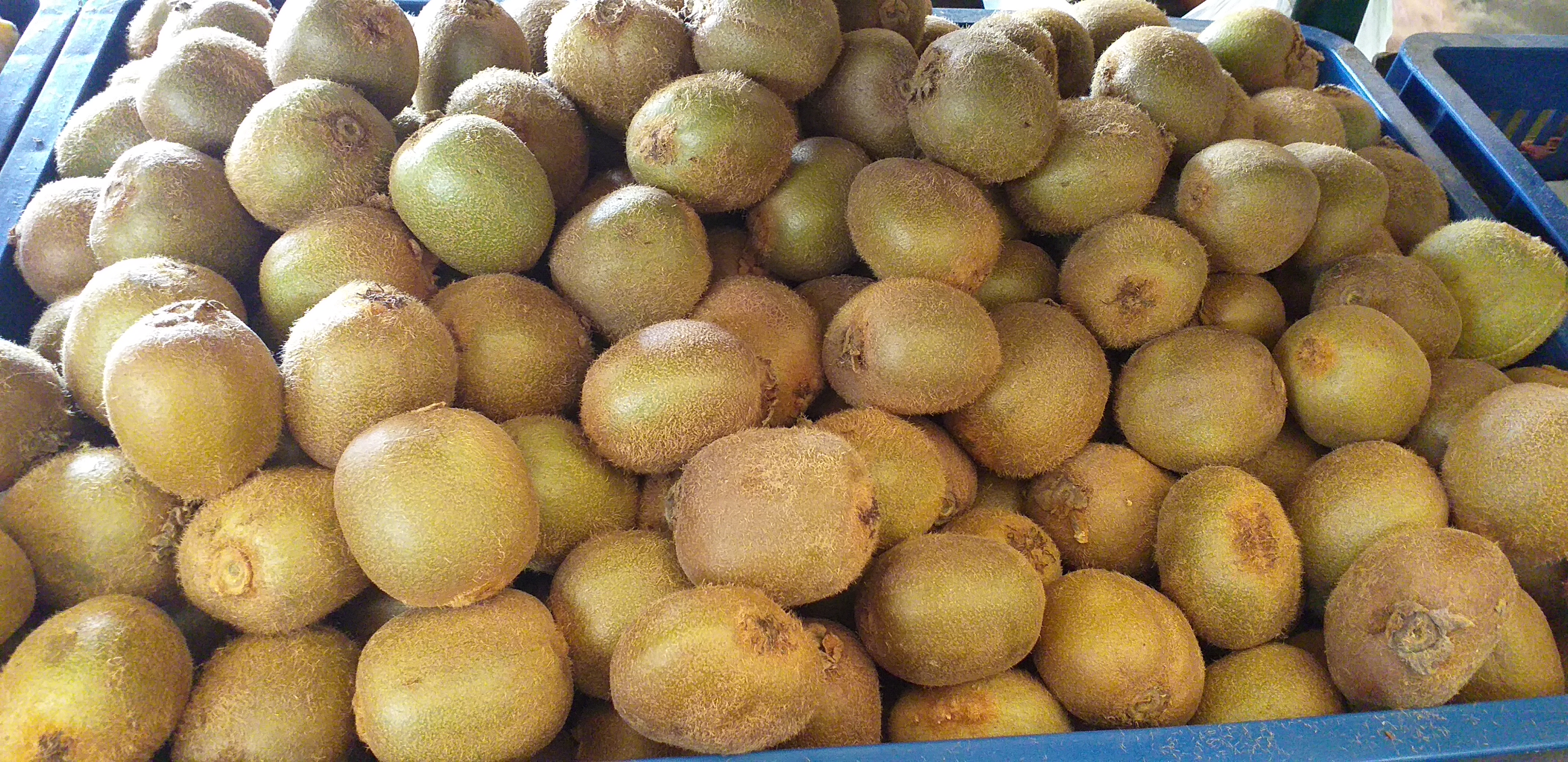 Kiwi