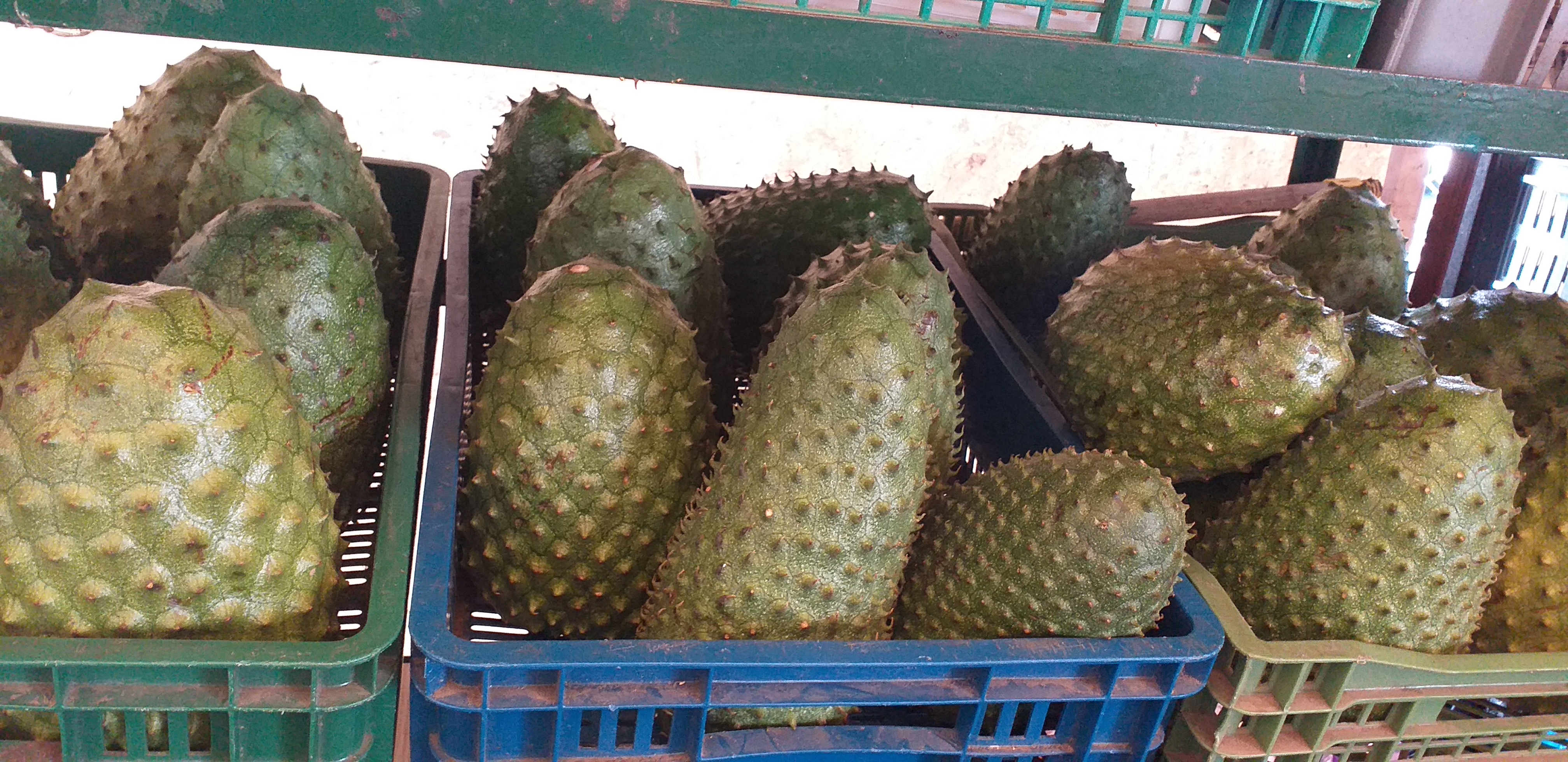 Guanabana