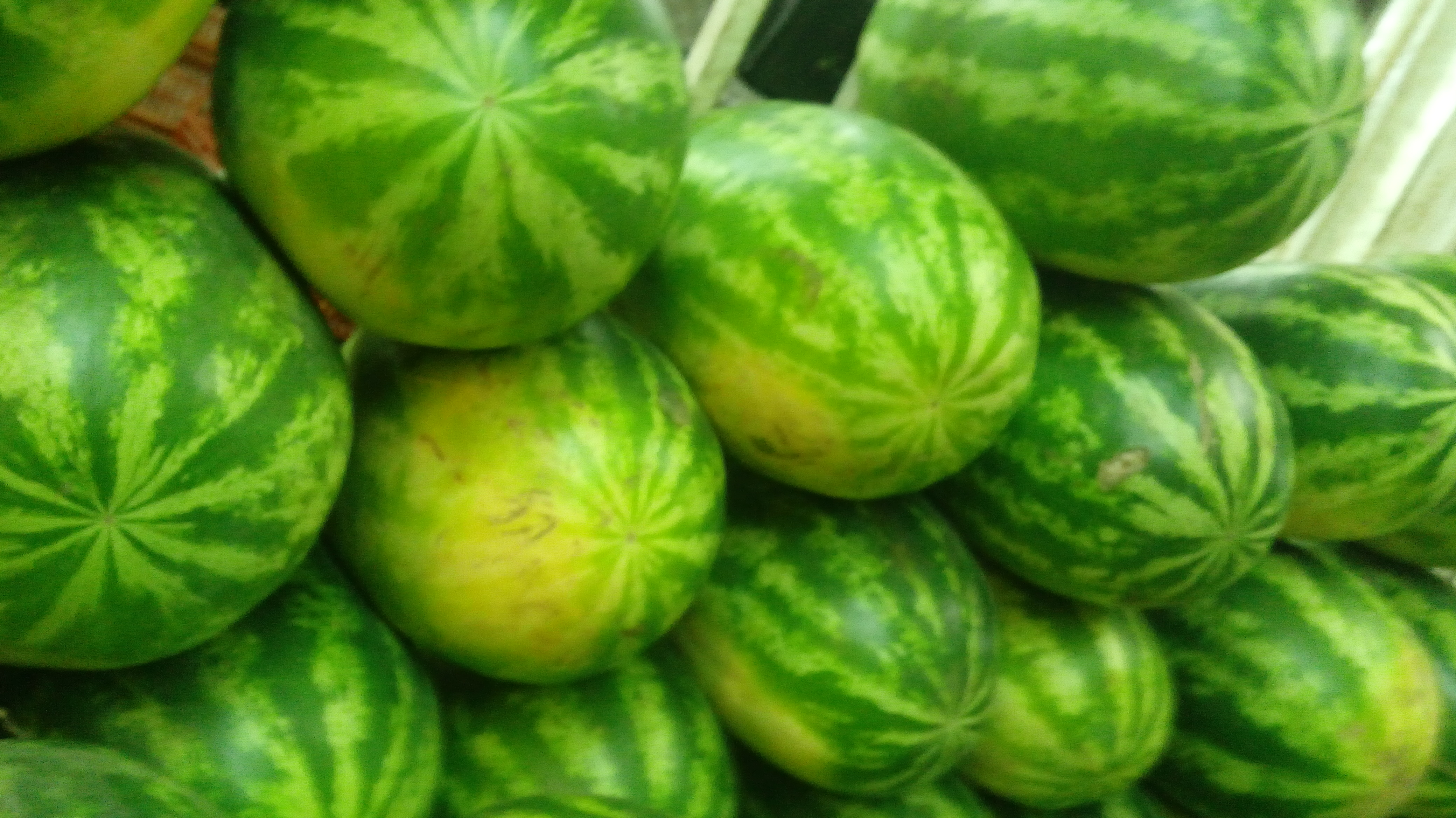 Sandia