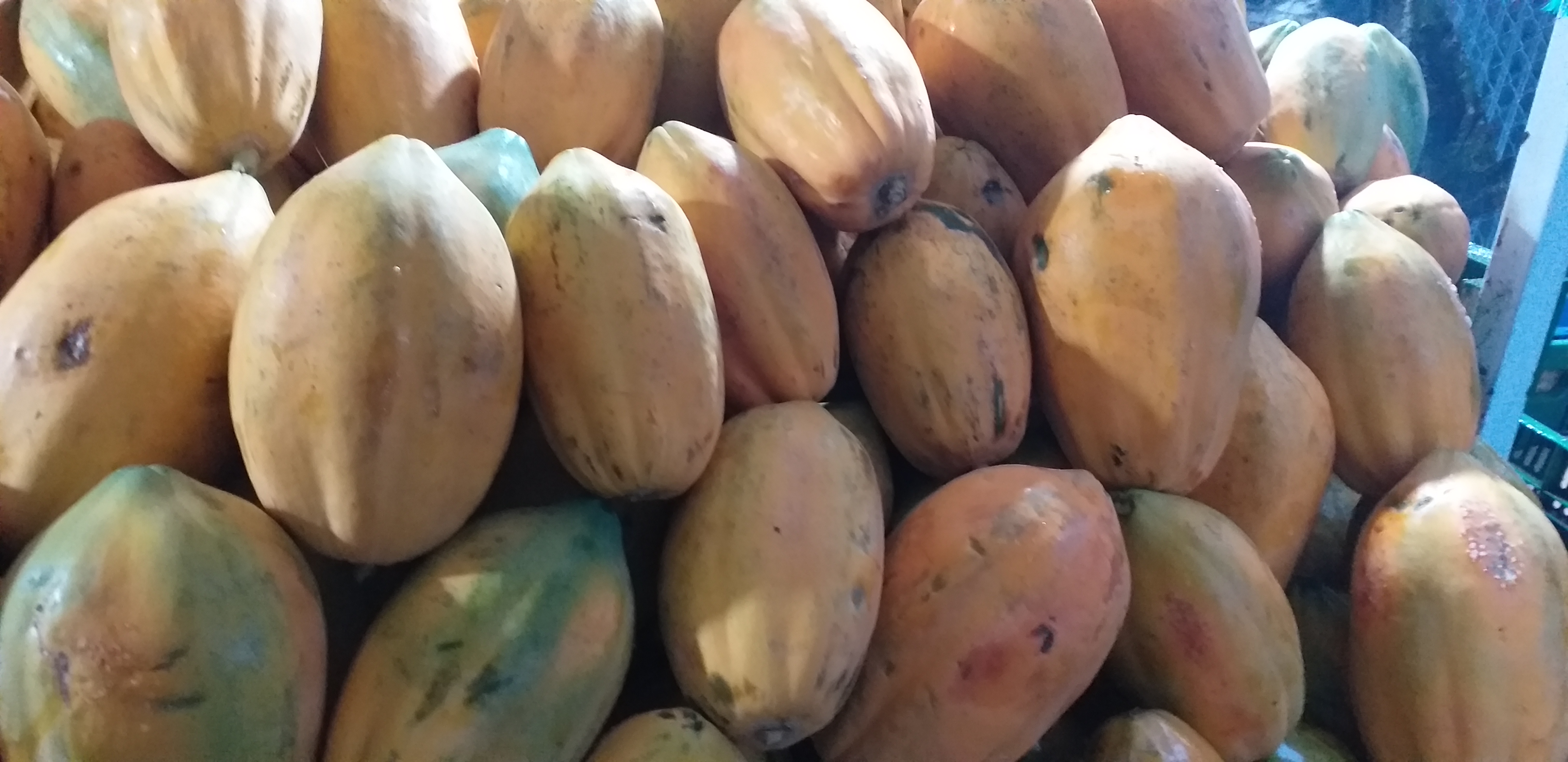 Papaya costeña