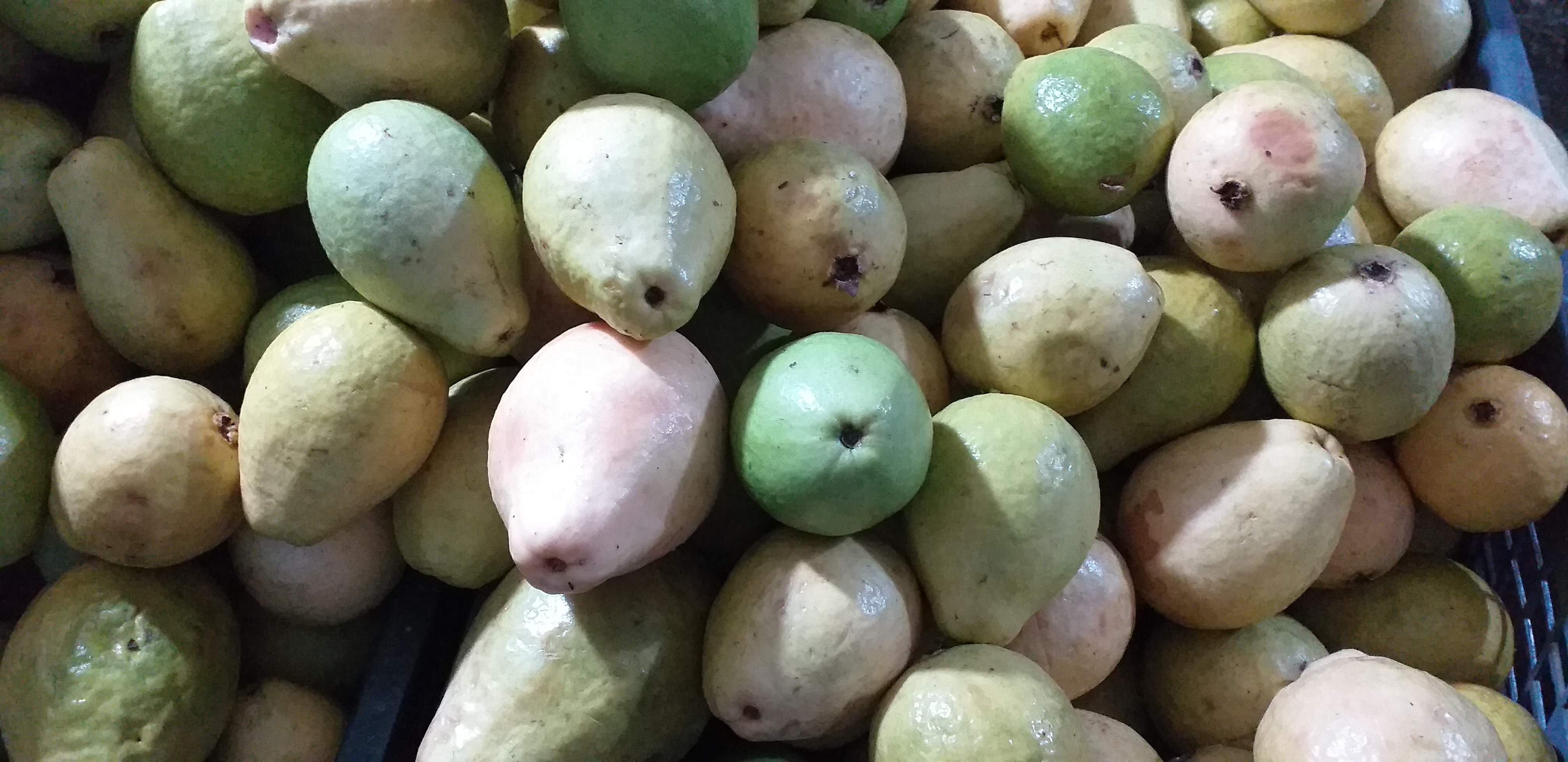 Guayaba pera