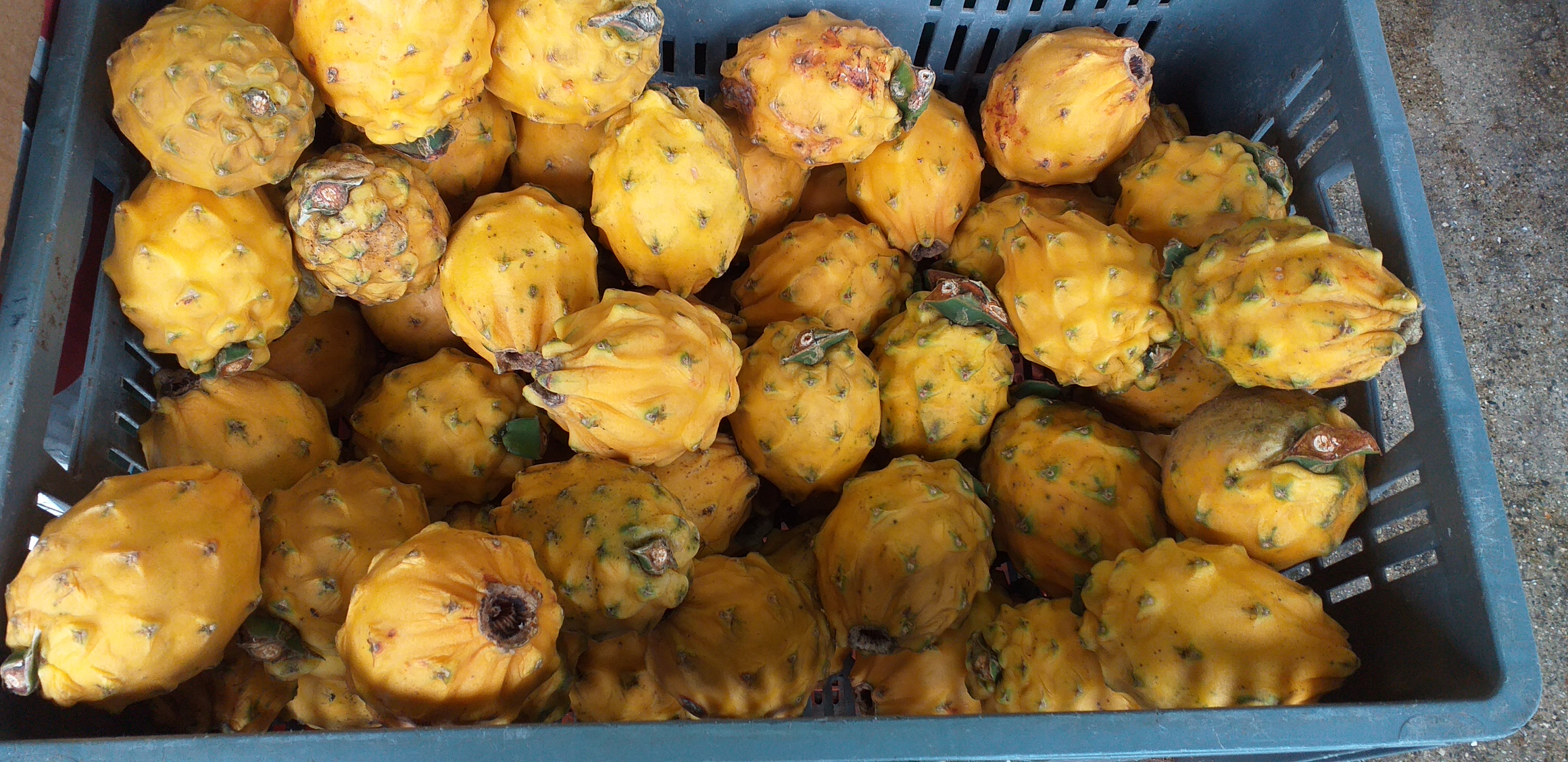 Pitaya ecuatoriana