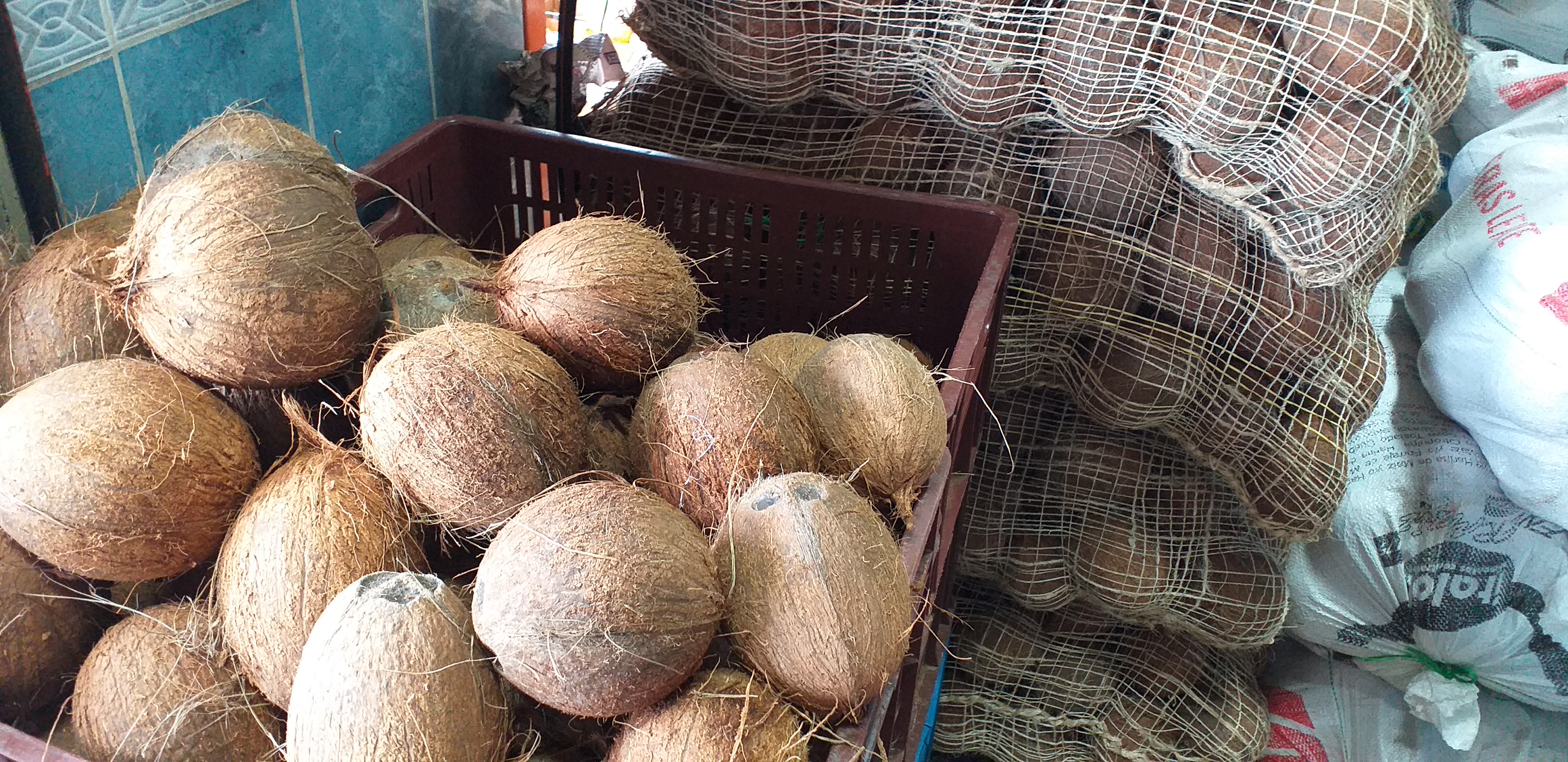 Coco san blass