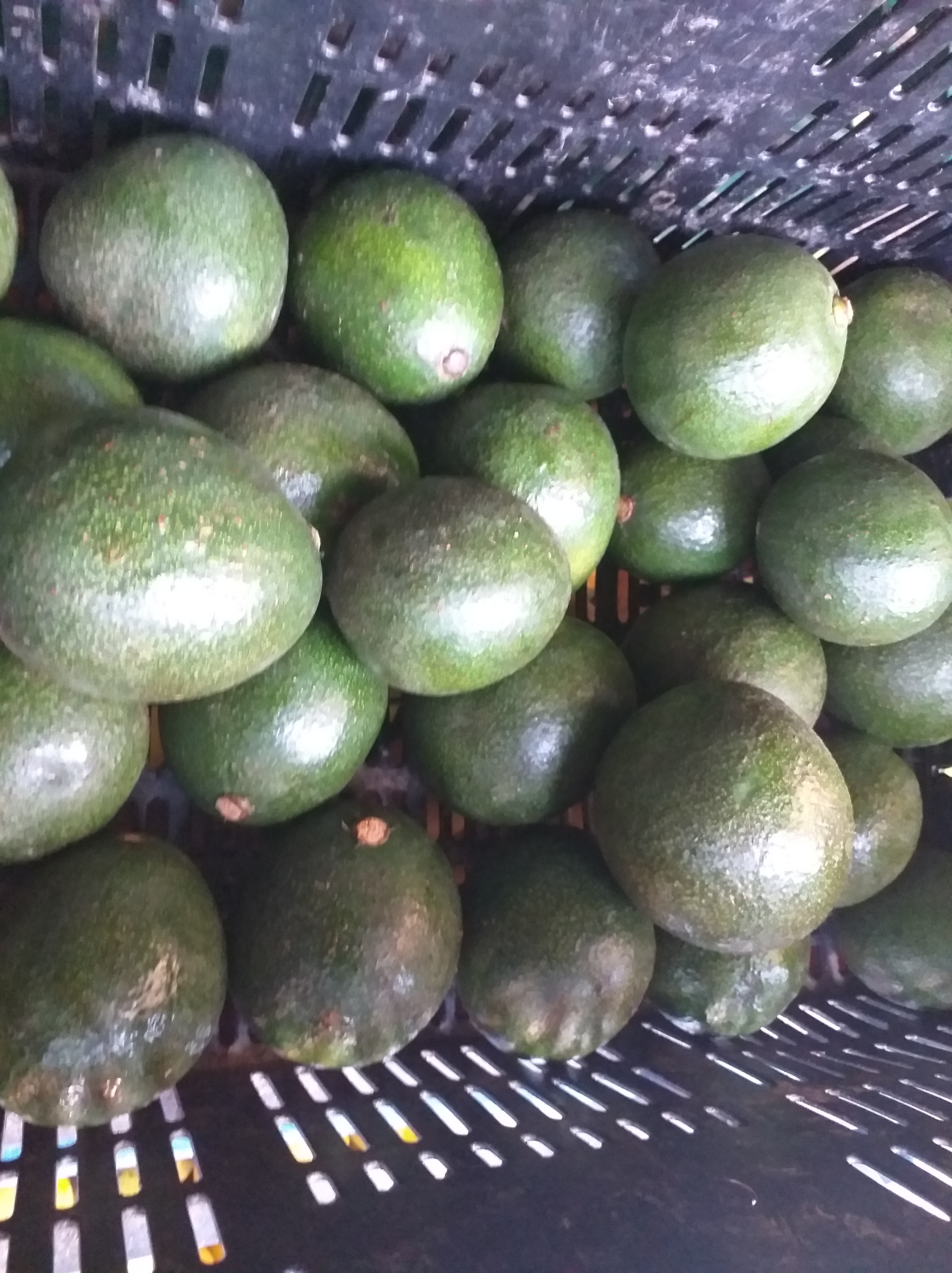 Aguacate tipo redds