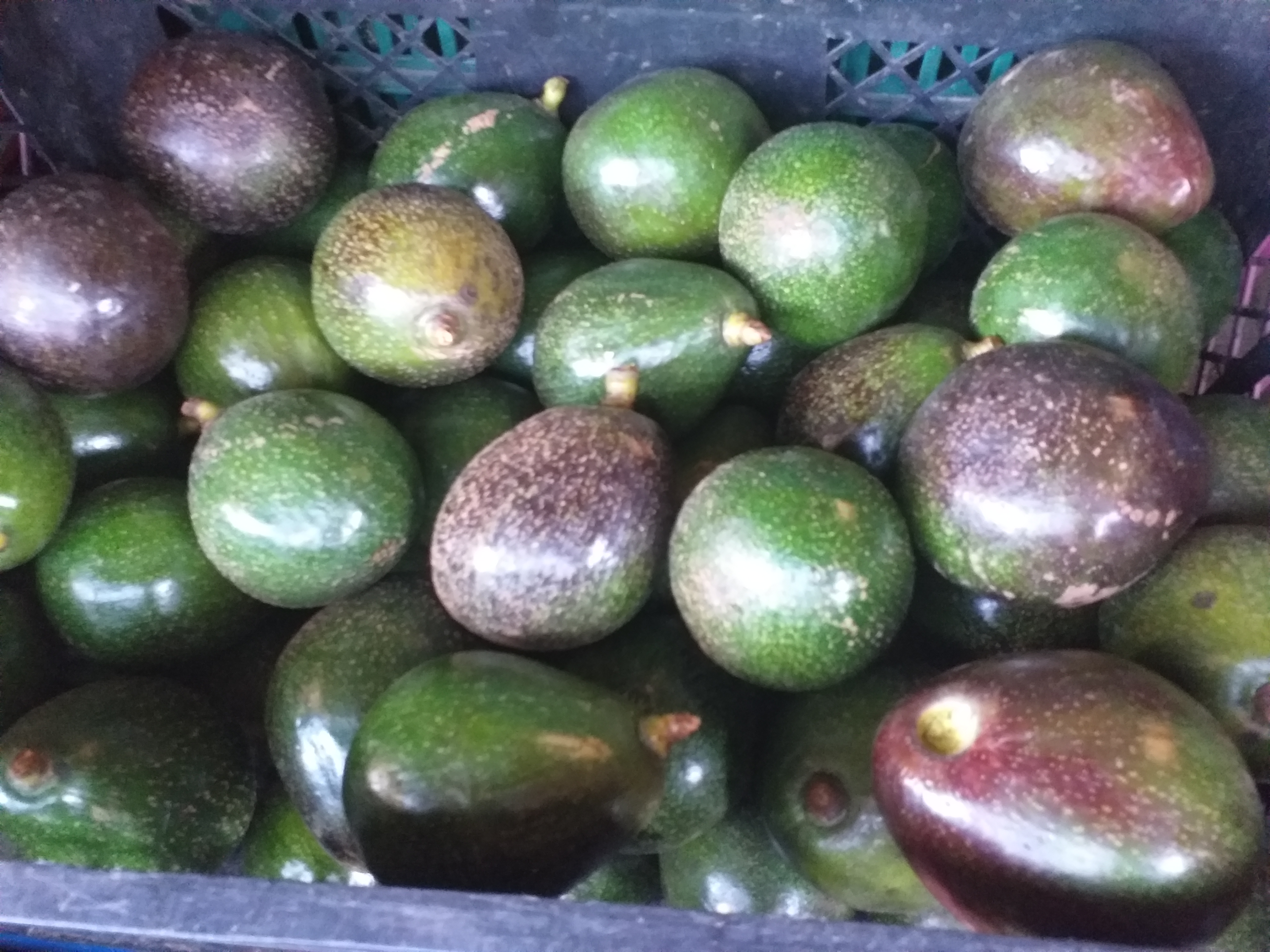 Aguacate tipo collin reeds