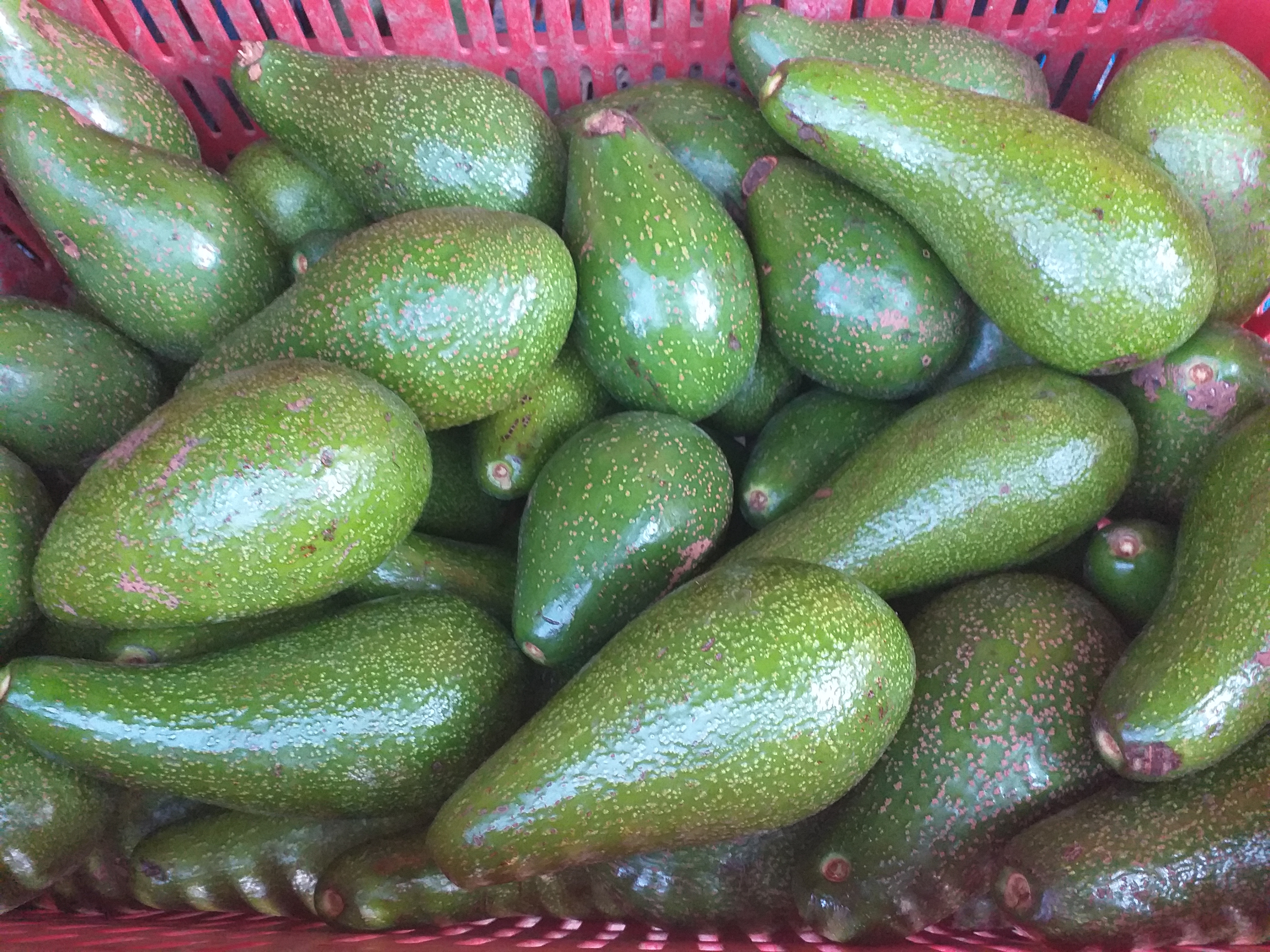 Aguacate "CRIOLLO"