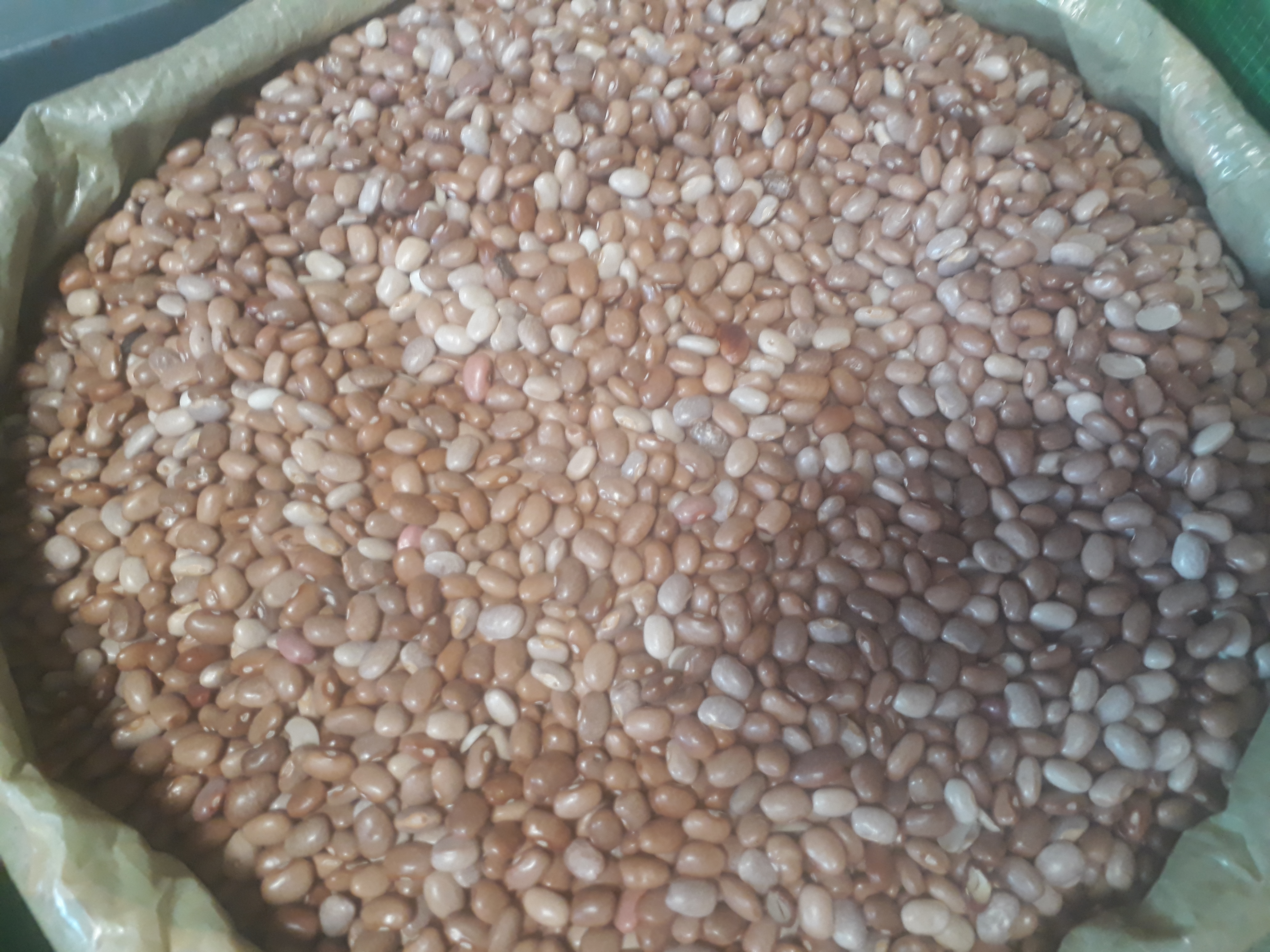 Frijol cachaquito