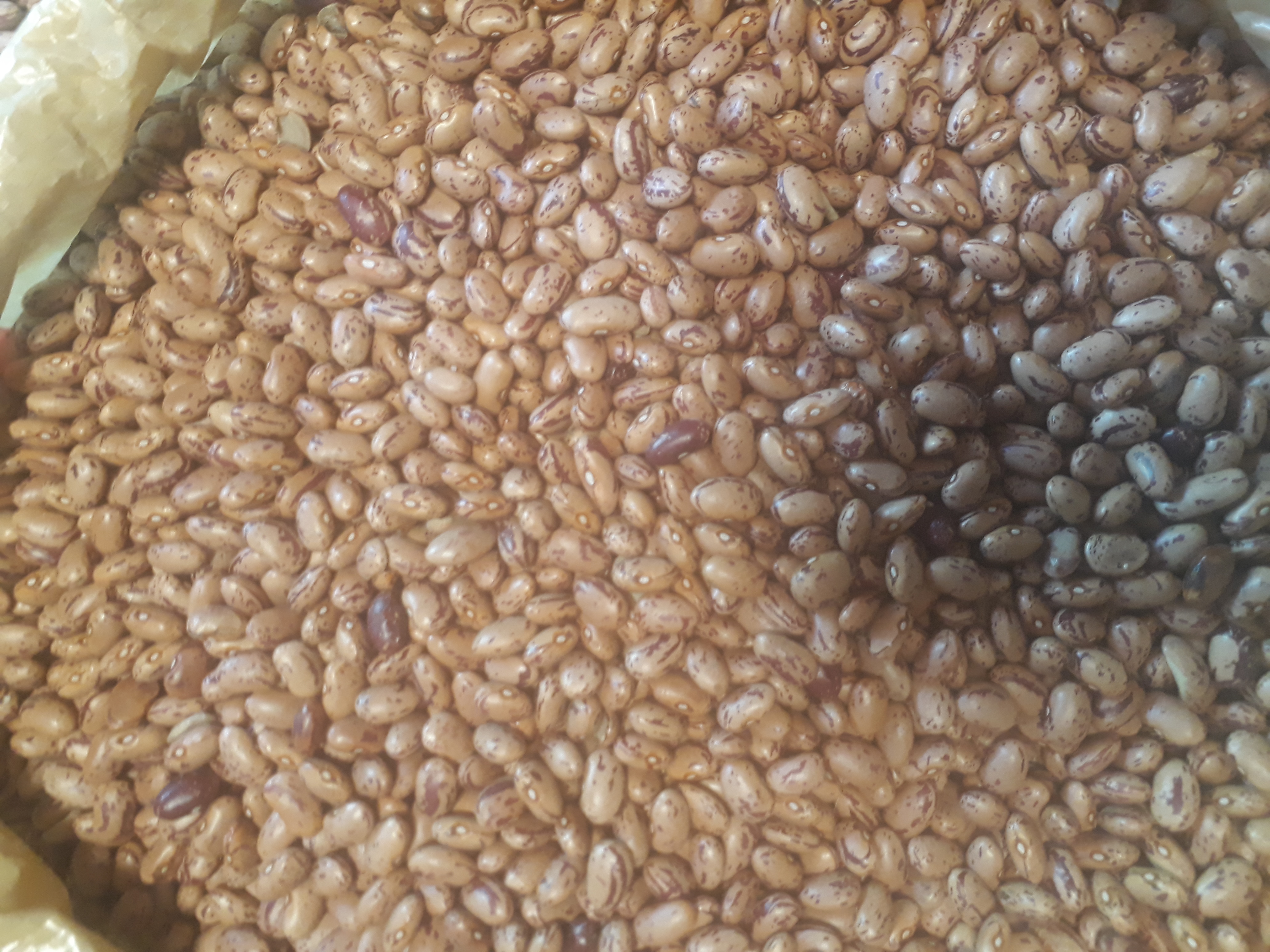 Frijol bogotano