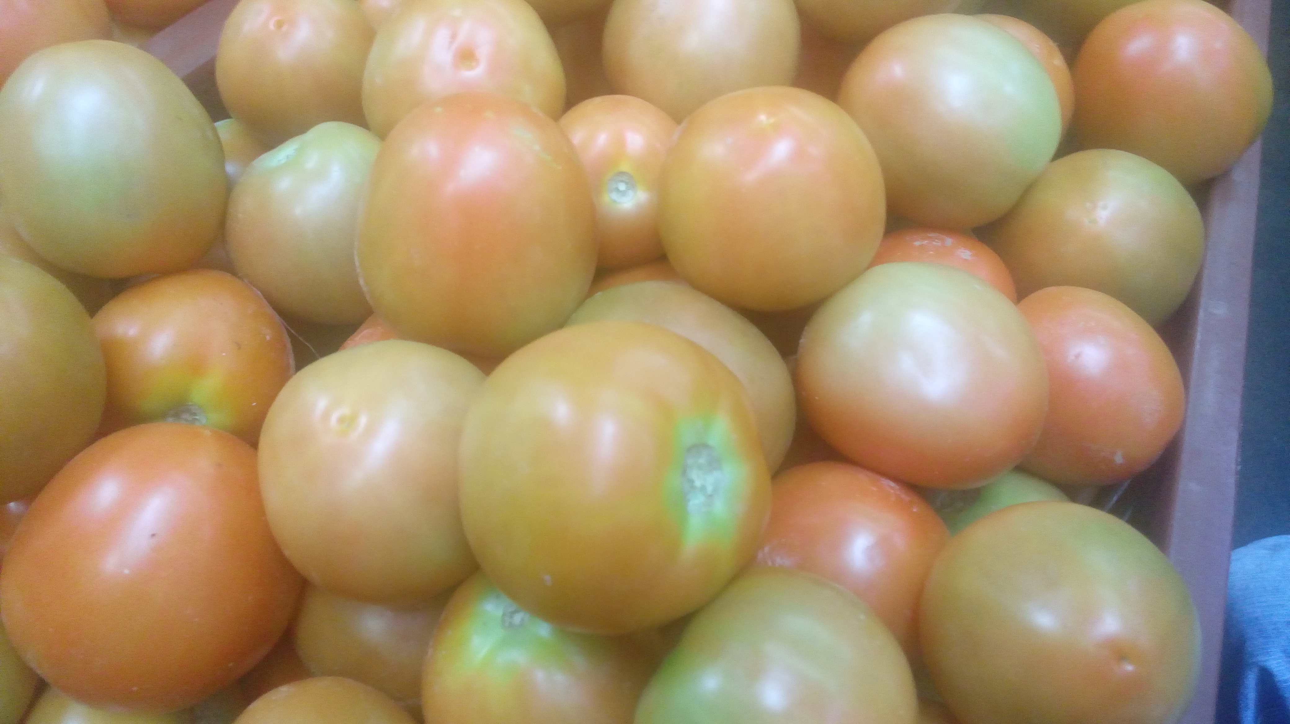 Tomate chonto de 2da