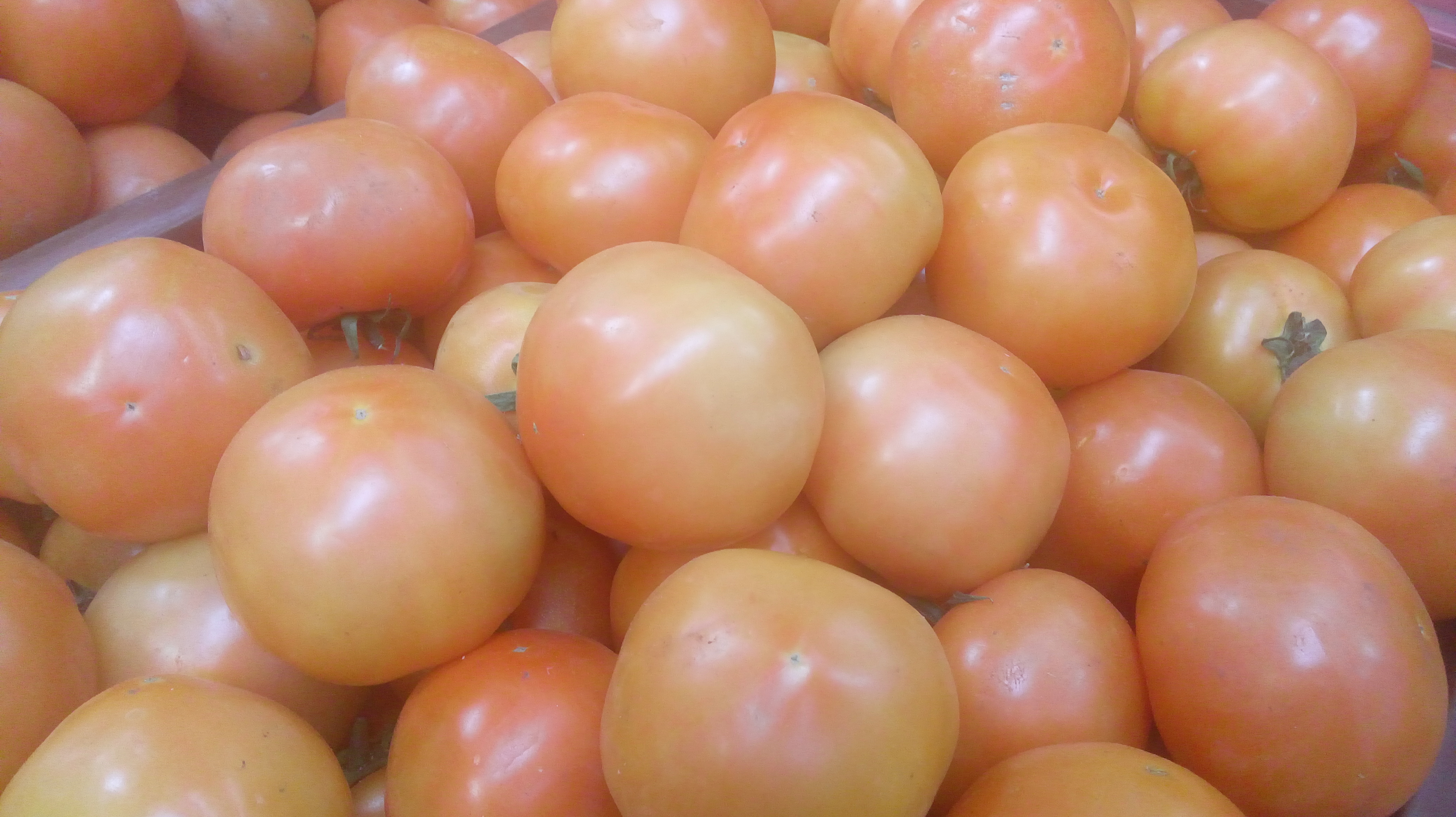 Tomate chonto