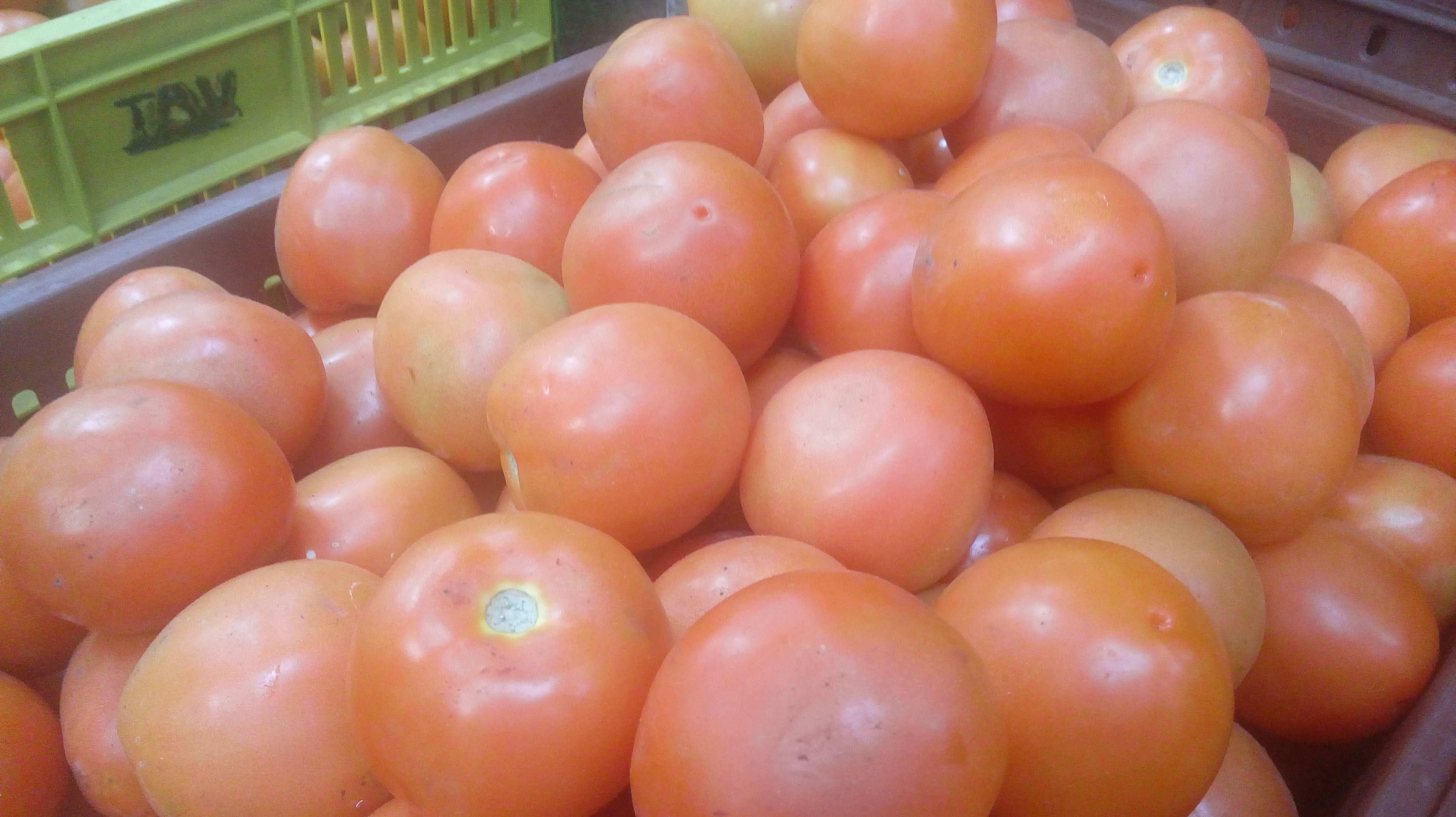 Tomate chonto de 4ta