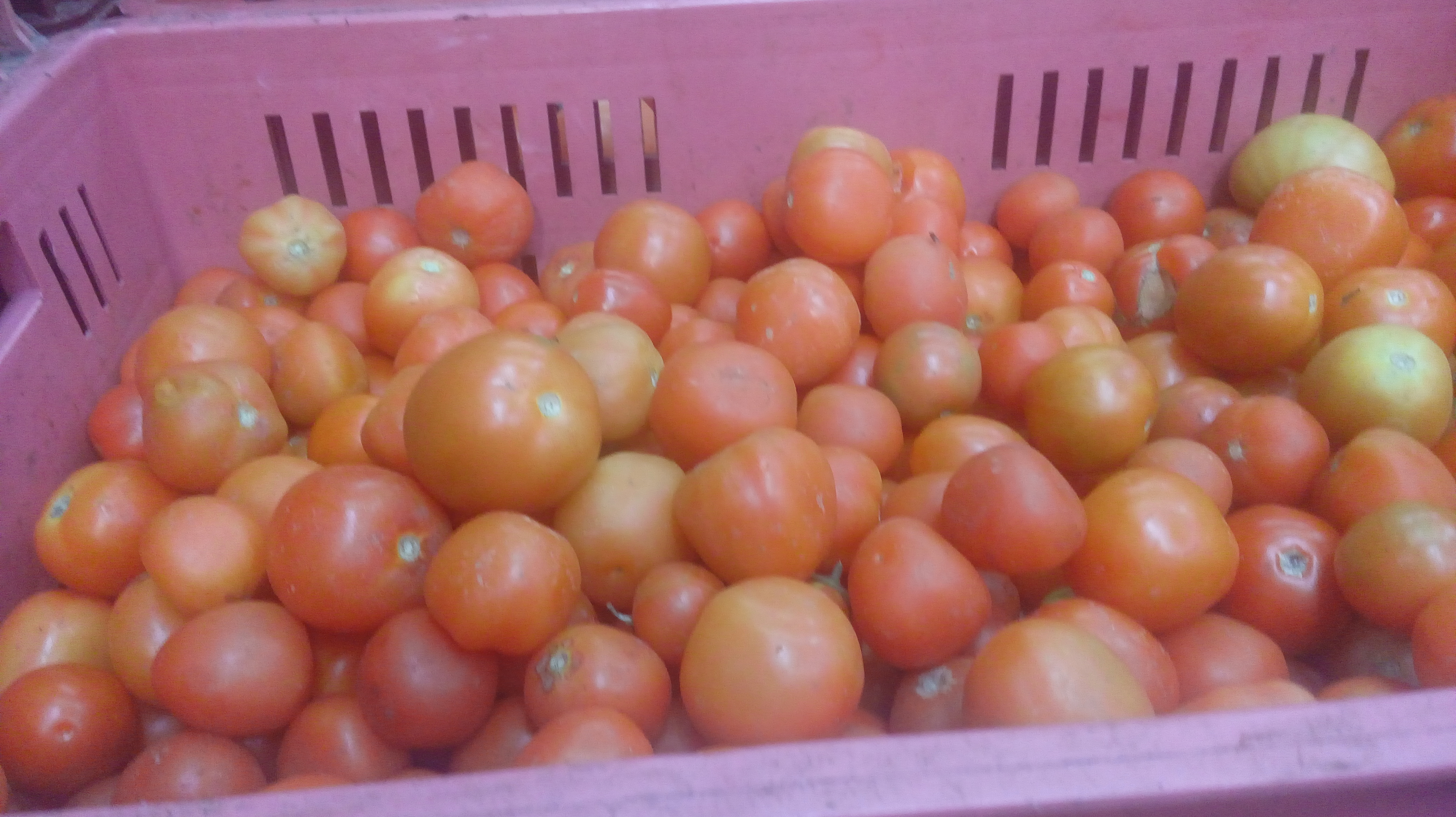 Tomate larga vida