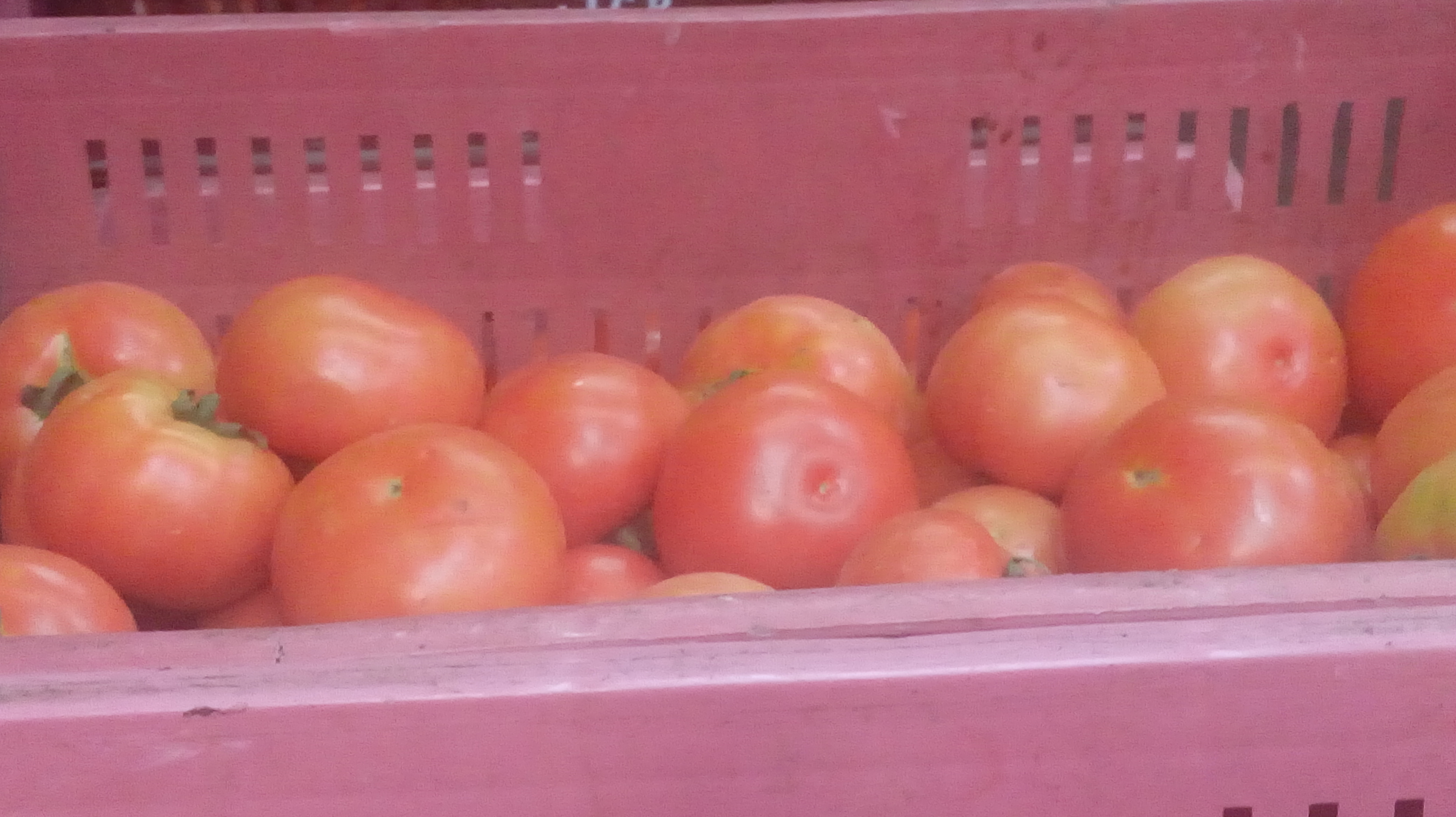 Tomate larga vida regular