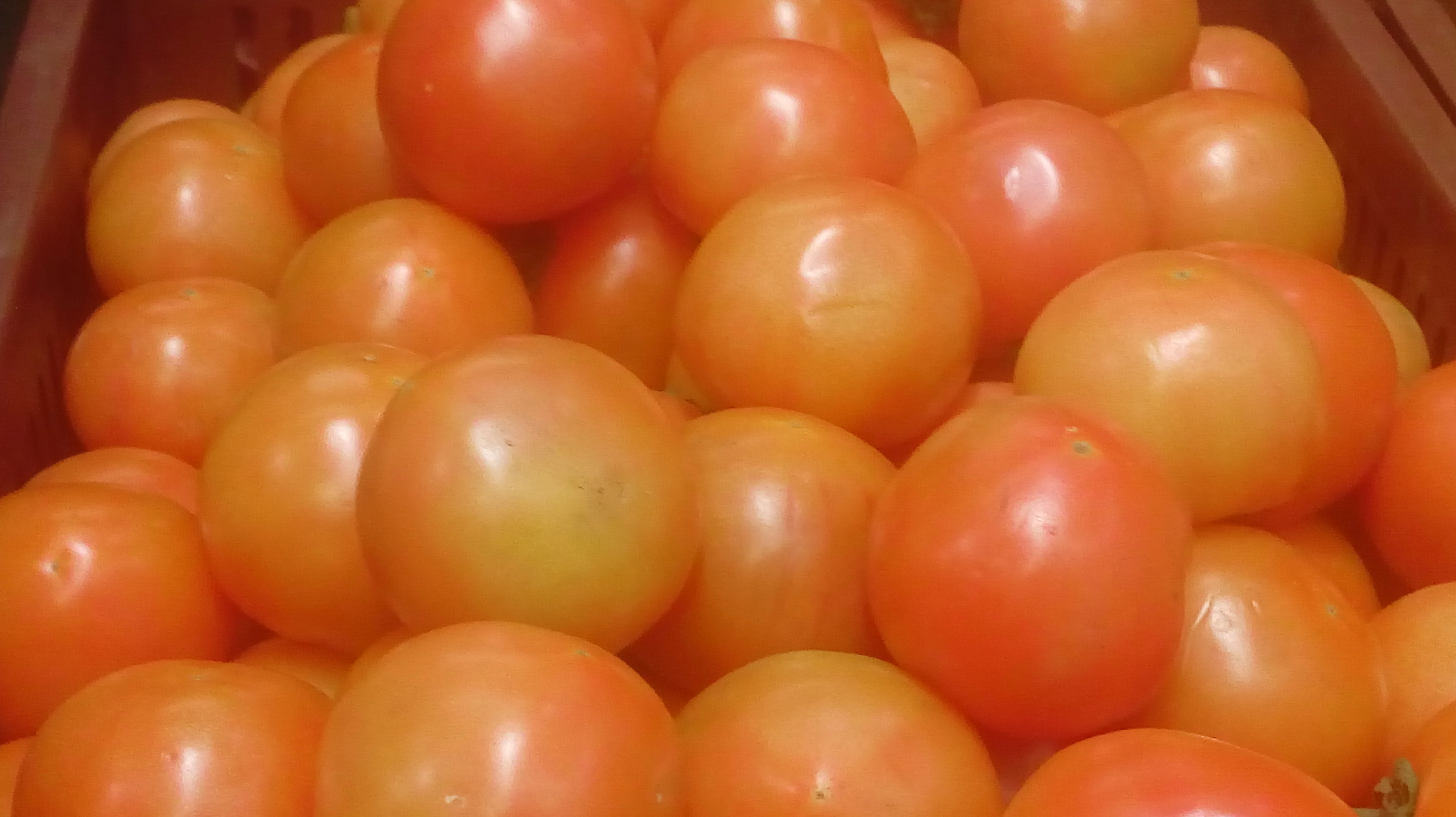 Tomate larga vida numero 2