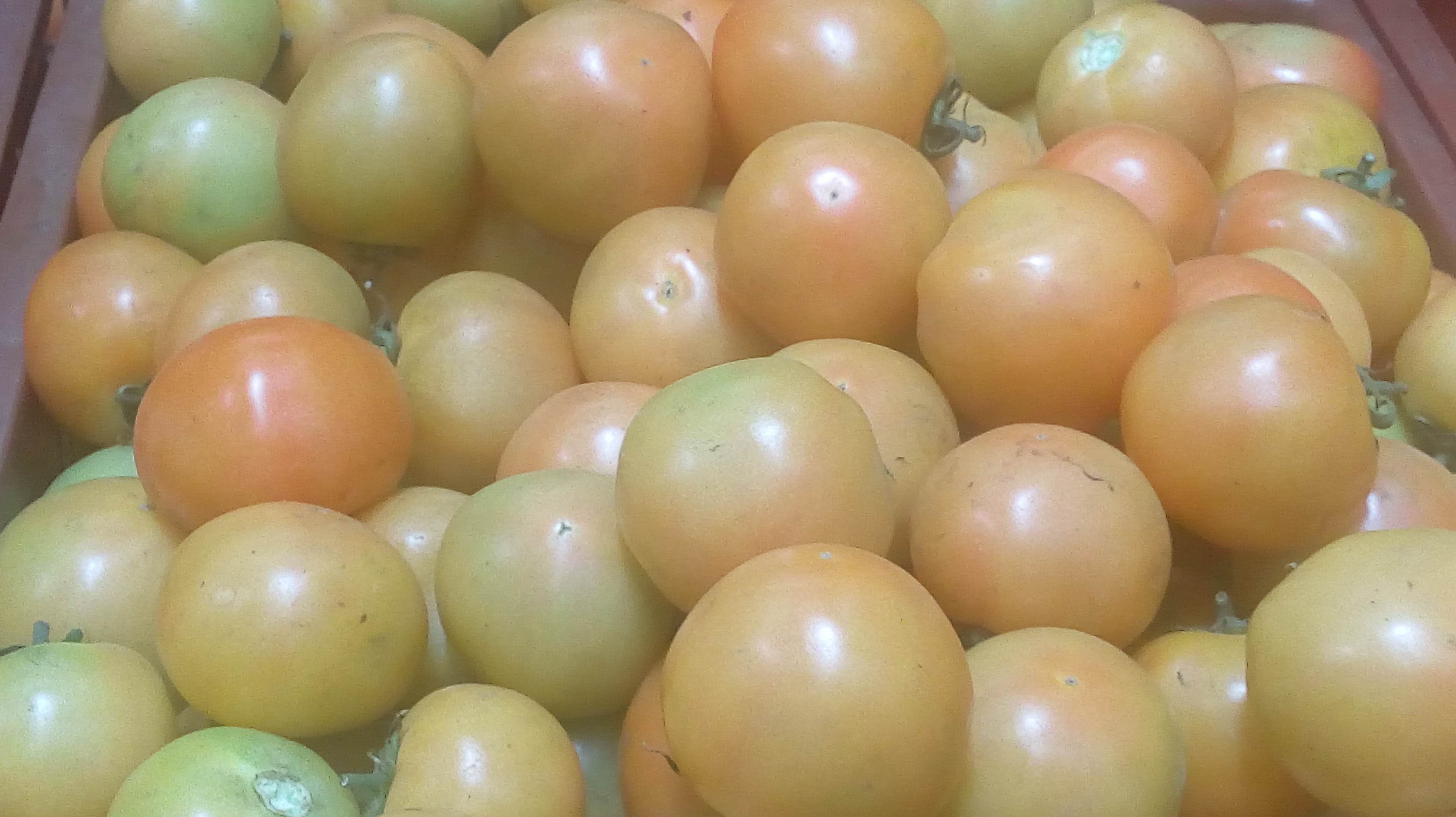 Tomate larga vida verde