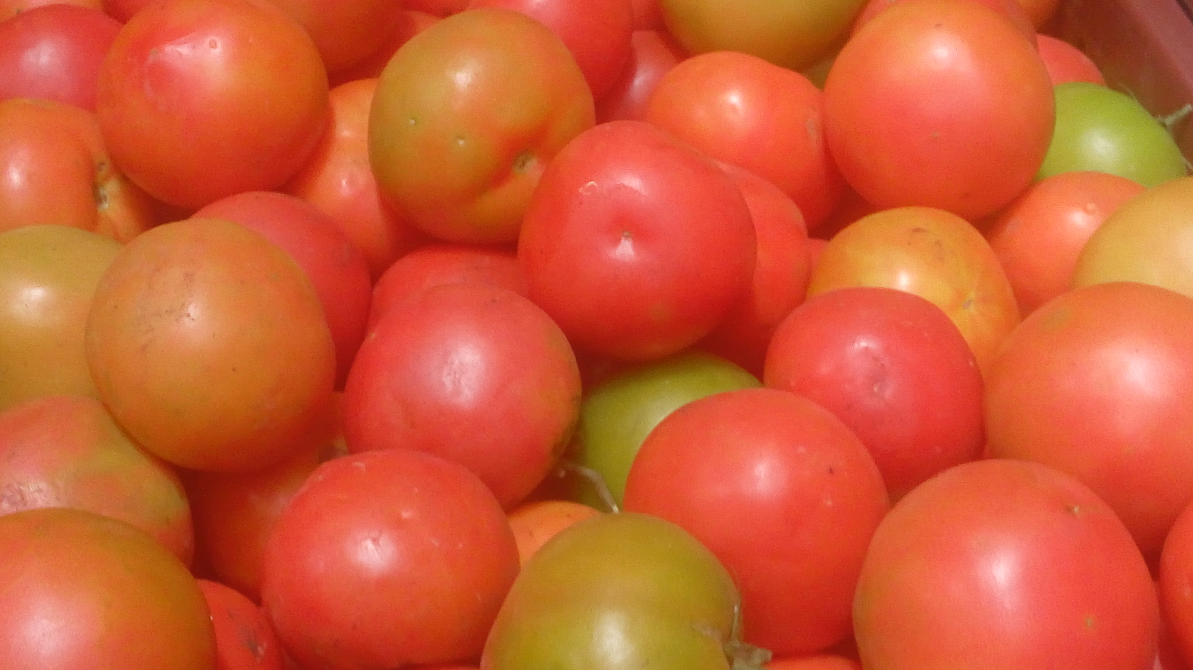 Tomate chonto de 5ta