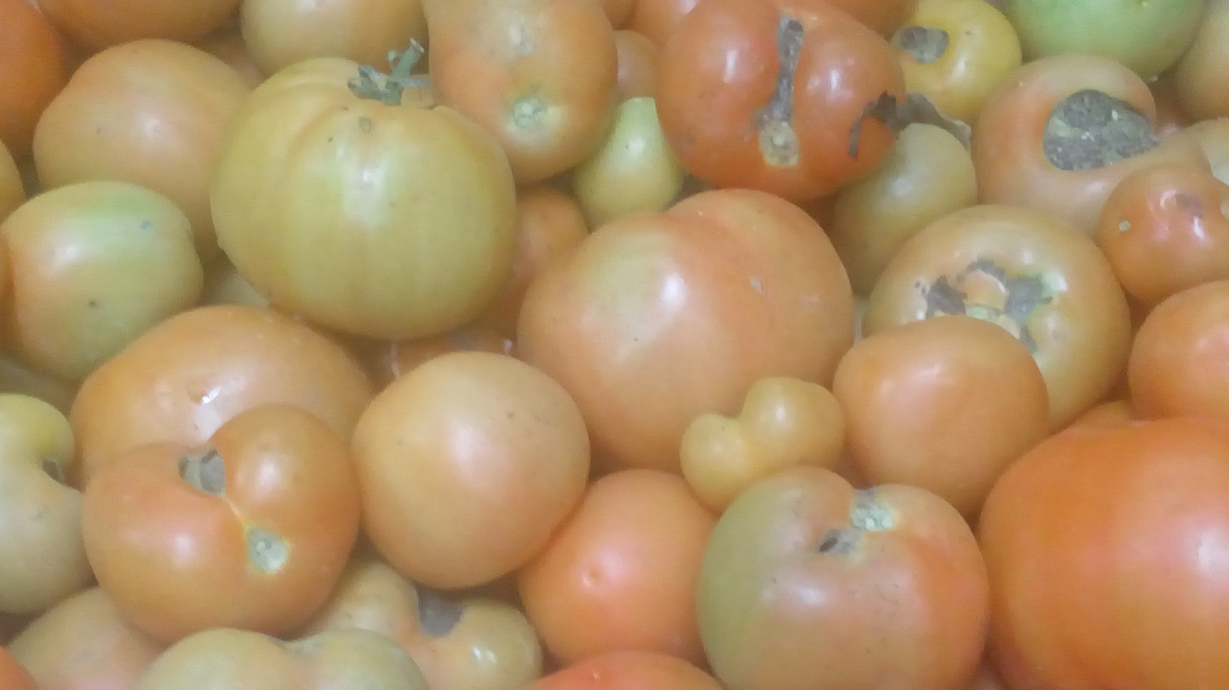 Tomate carrafolla