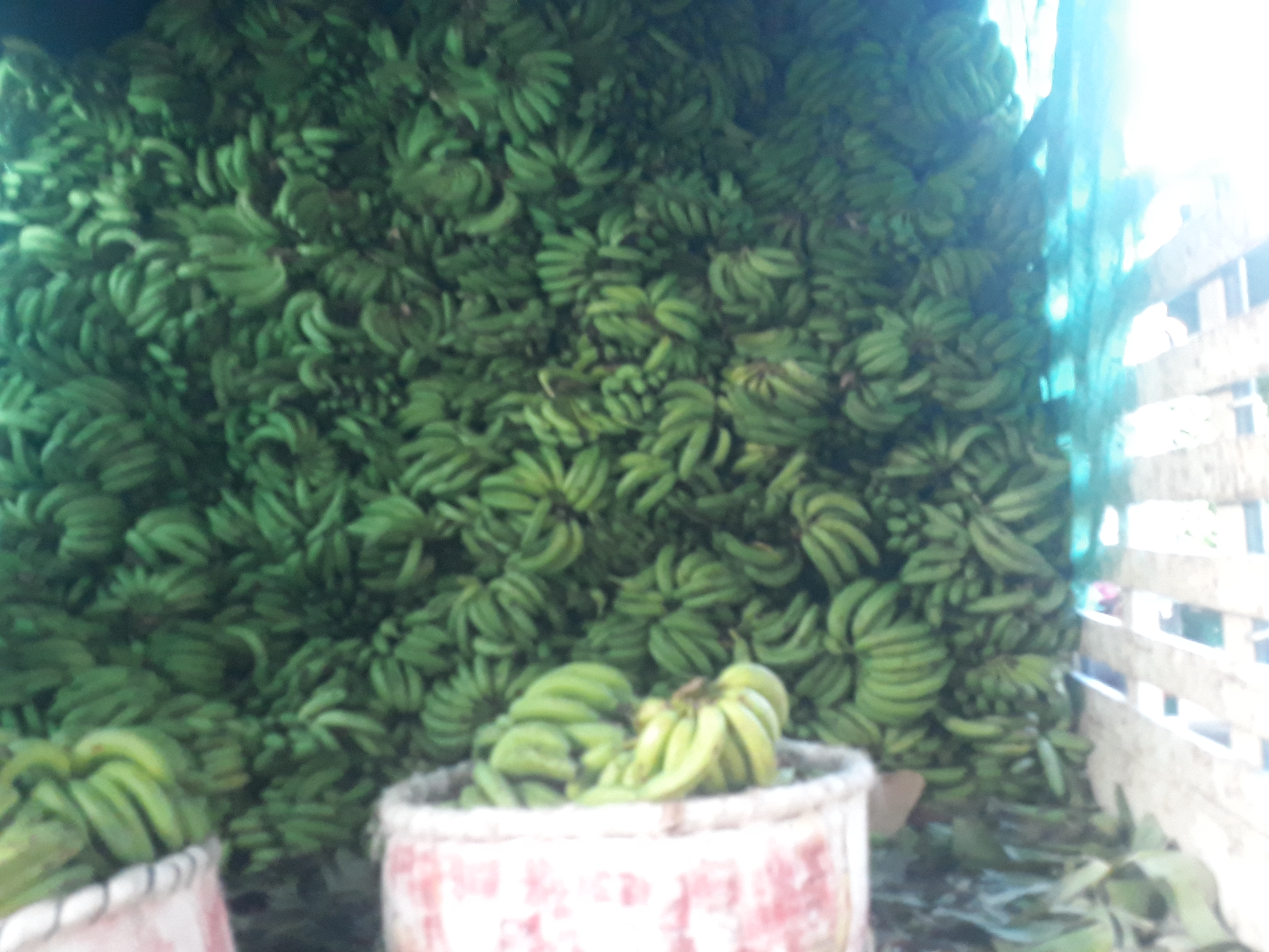 Banano verde