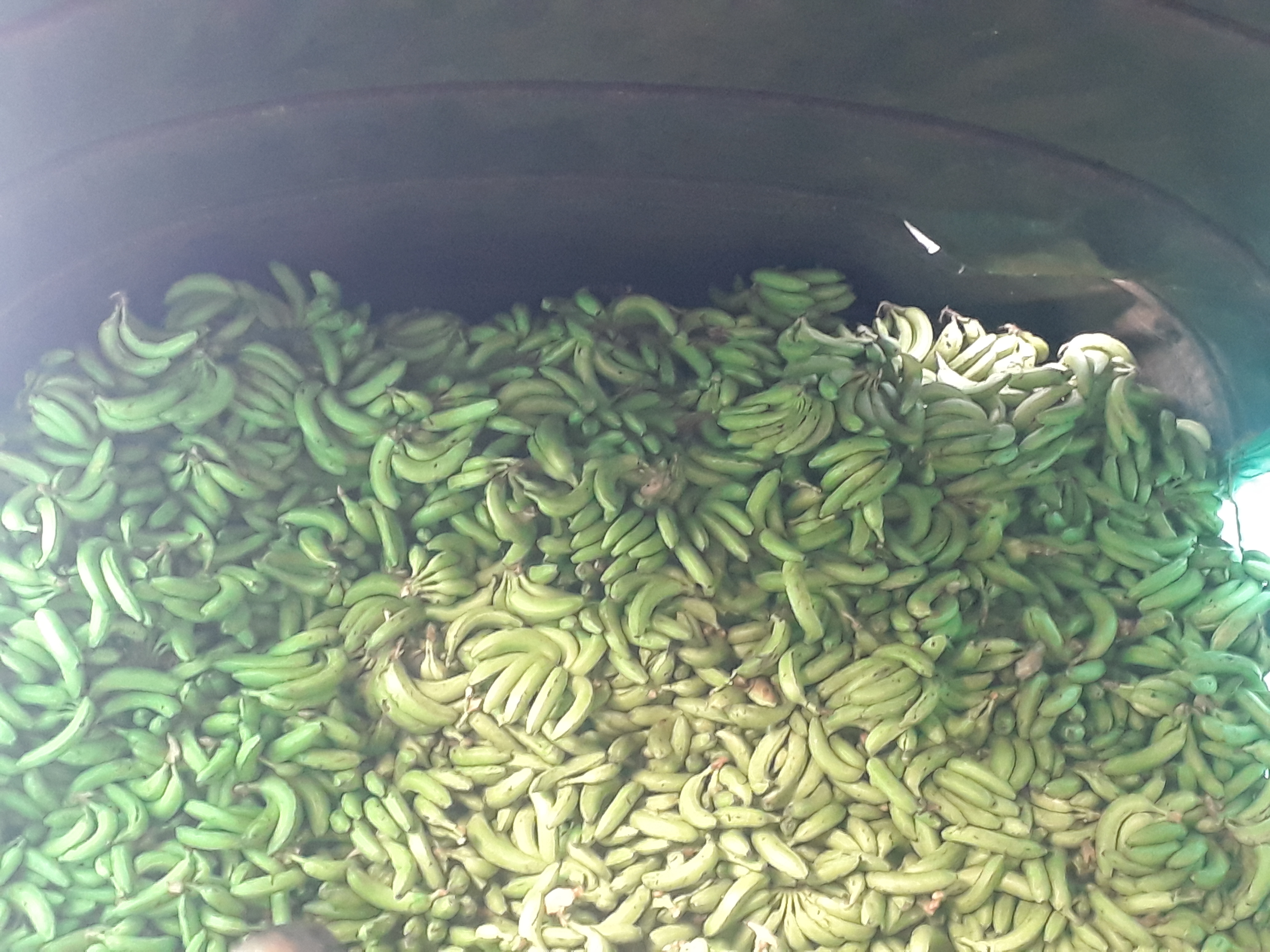 Banano verde