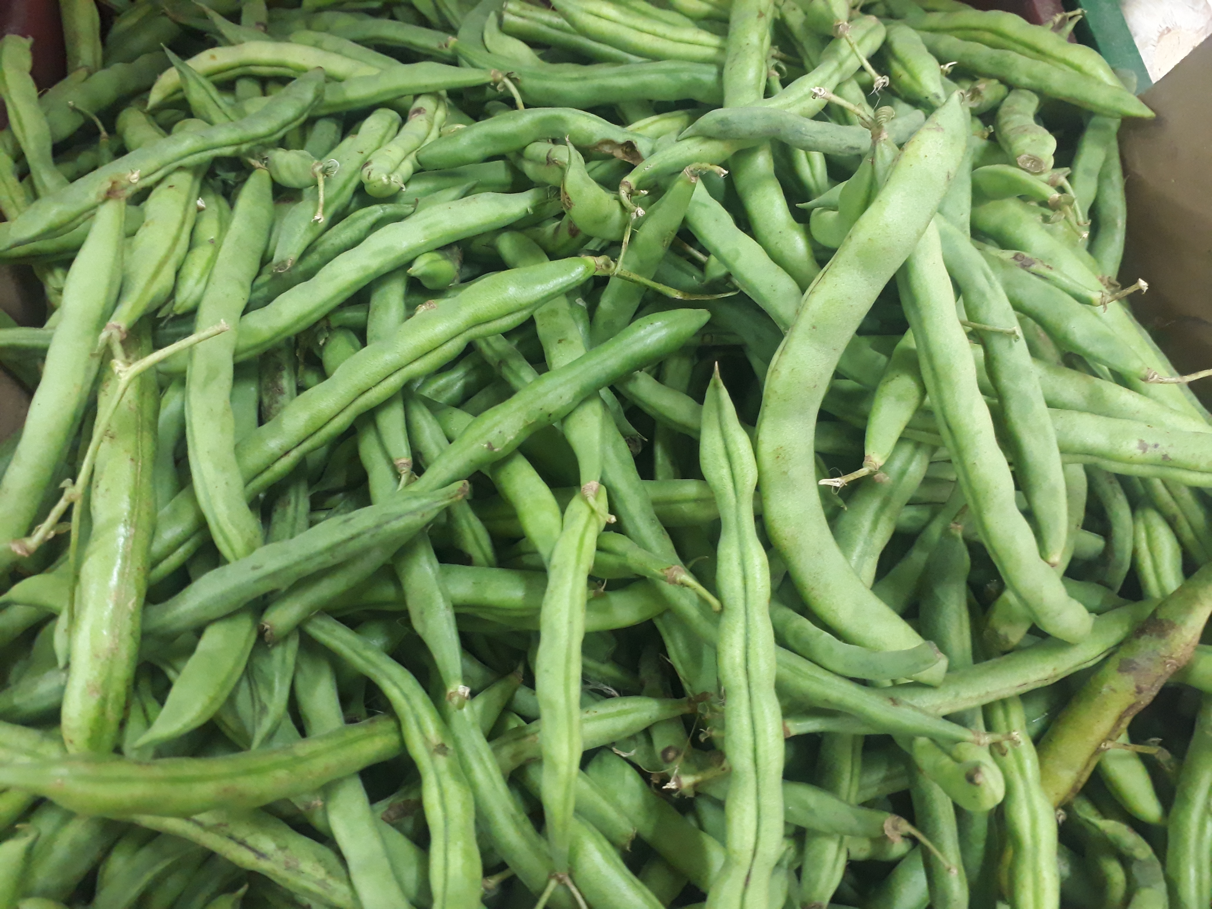 Habichuela