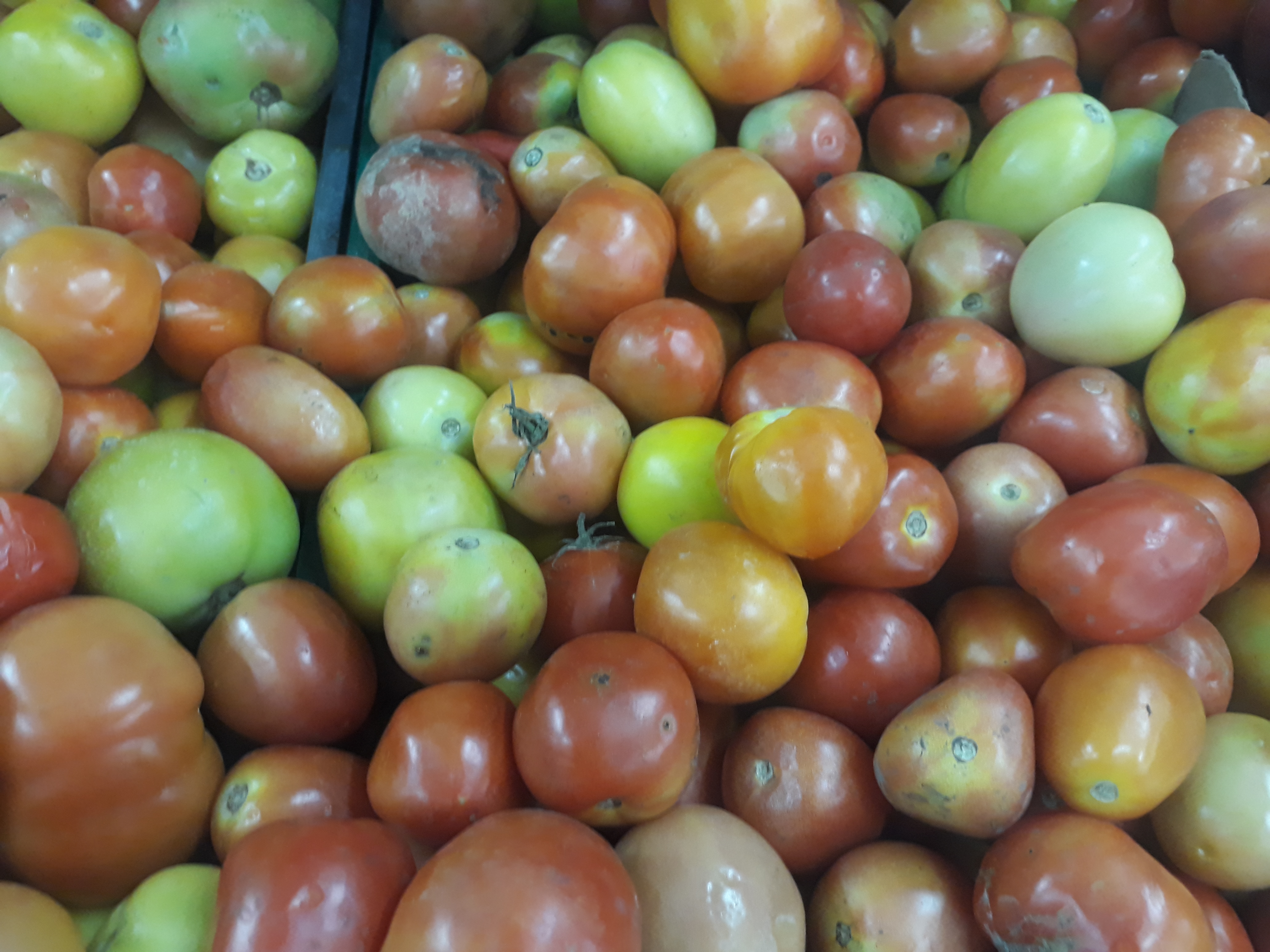Tomate