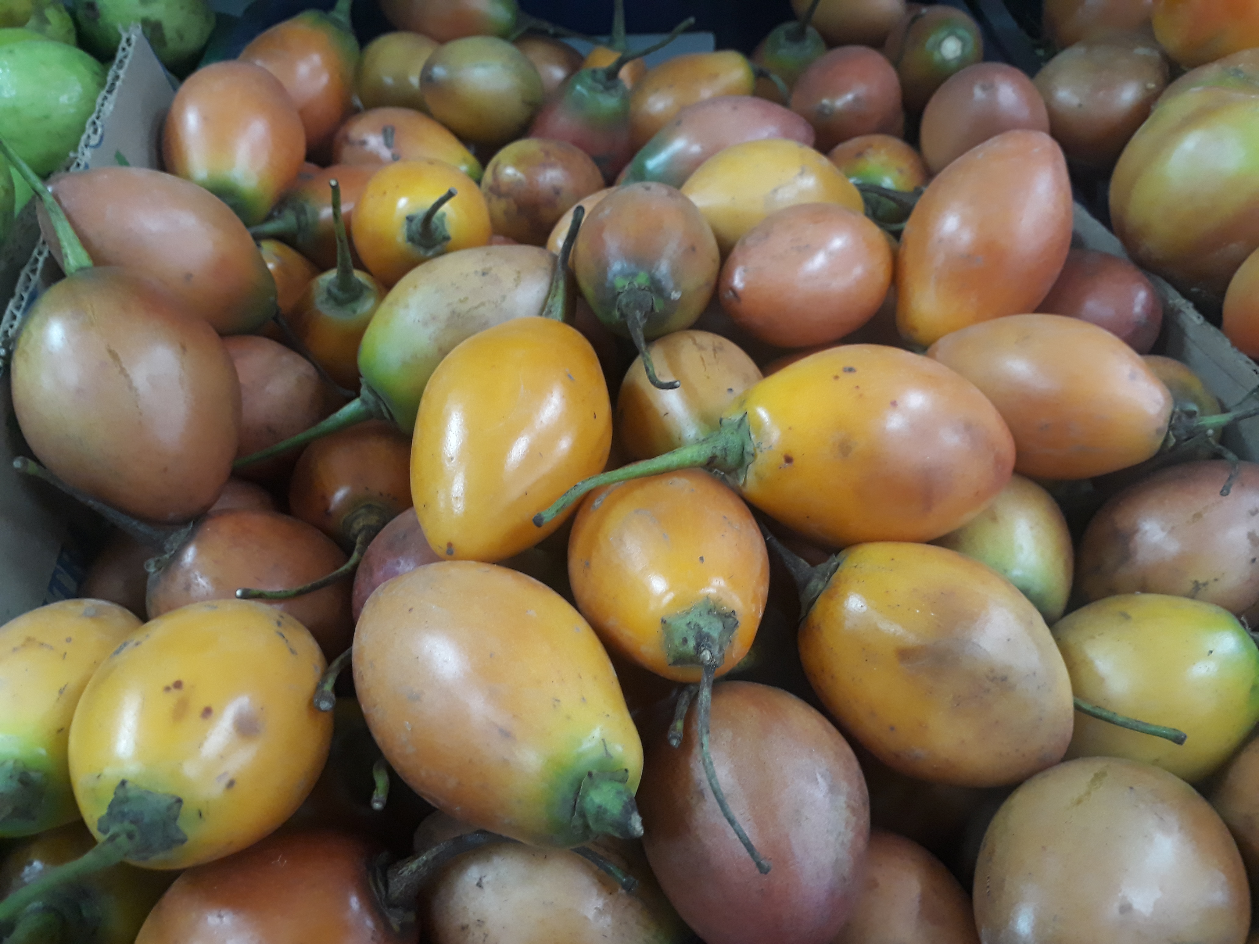 Tomate de arbol