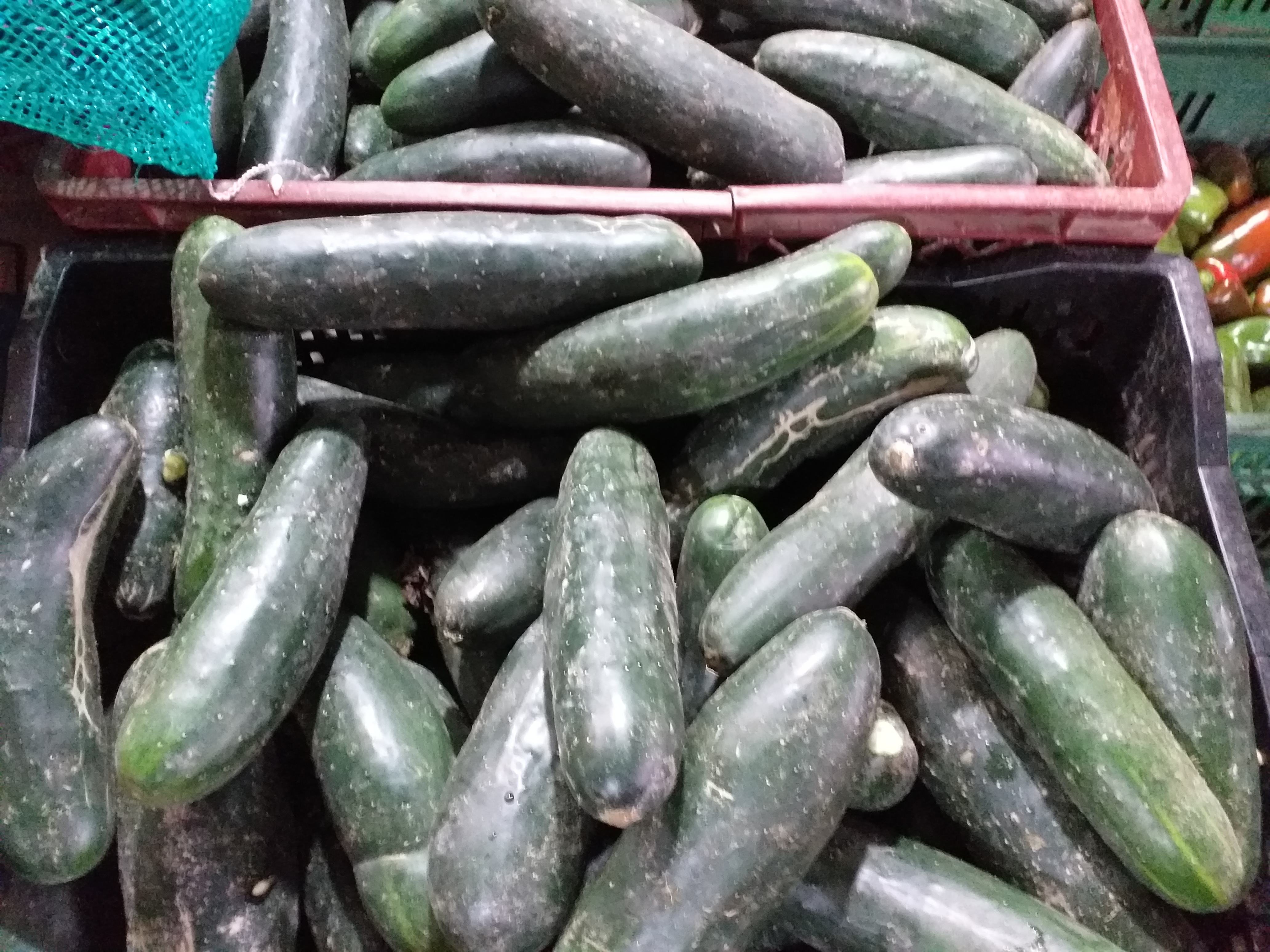 Pepino cohombro
