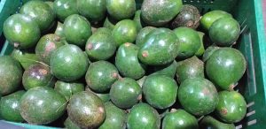 Aguacate reed