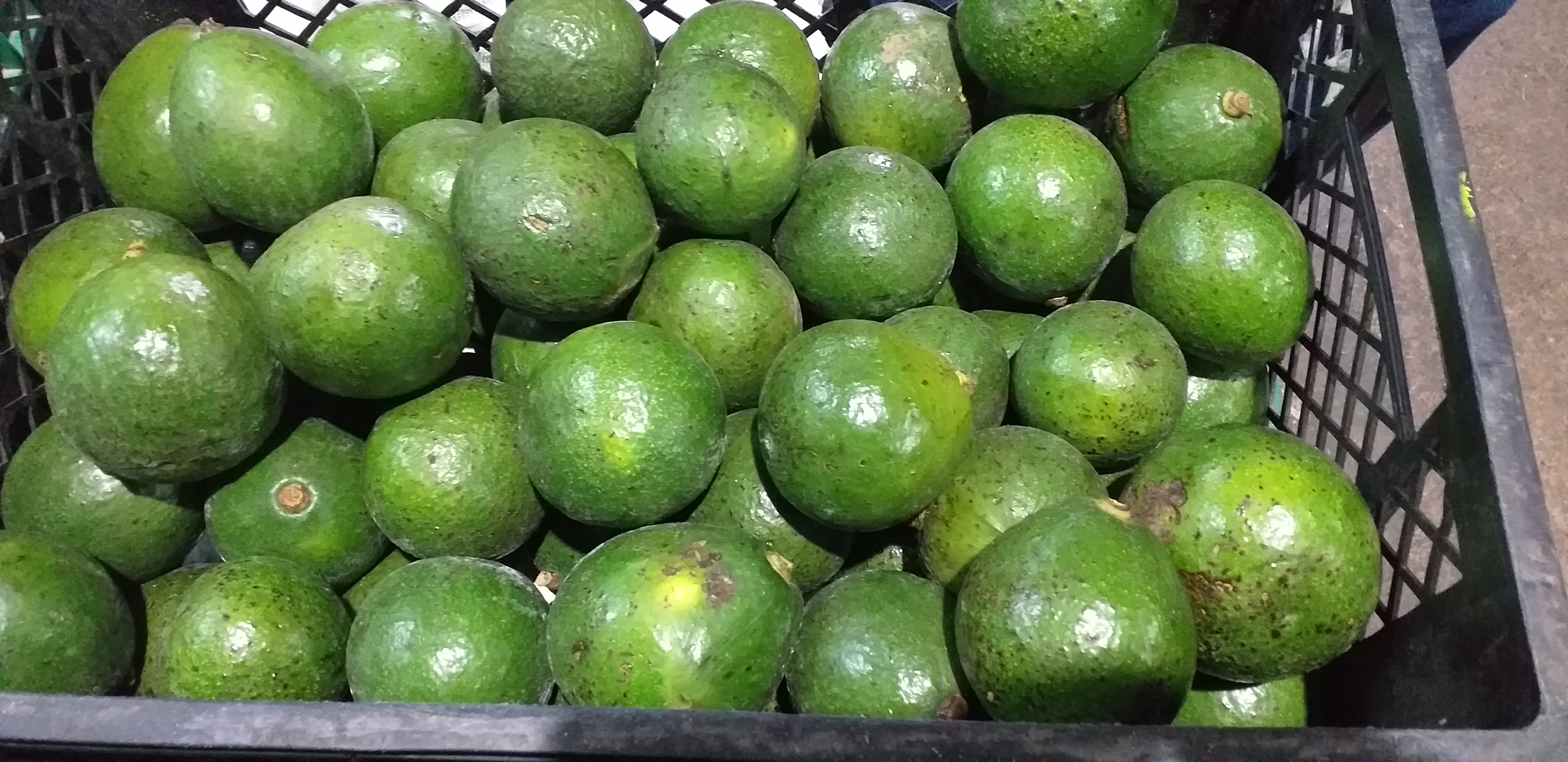 Aguacate booth 8