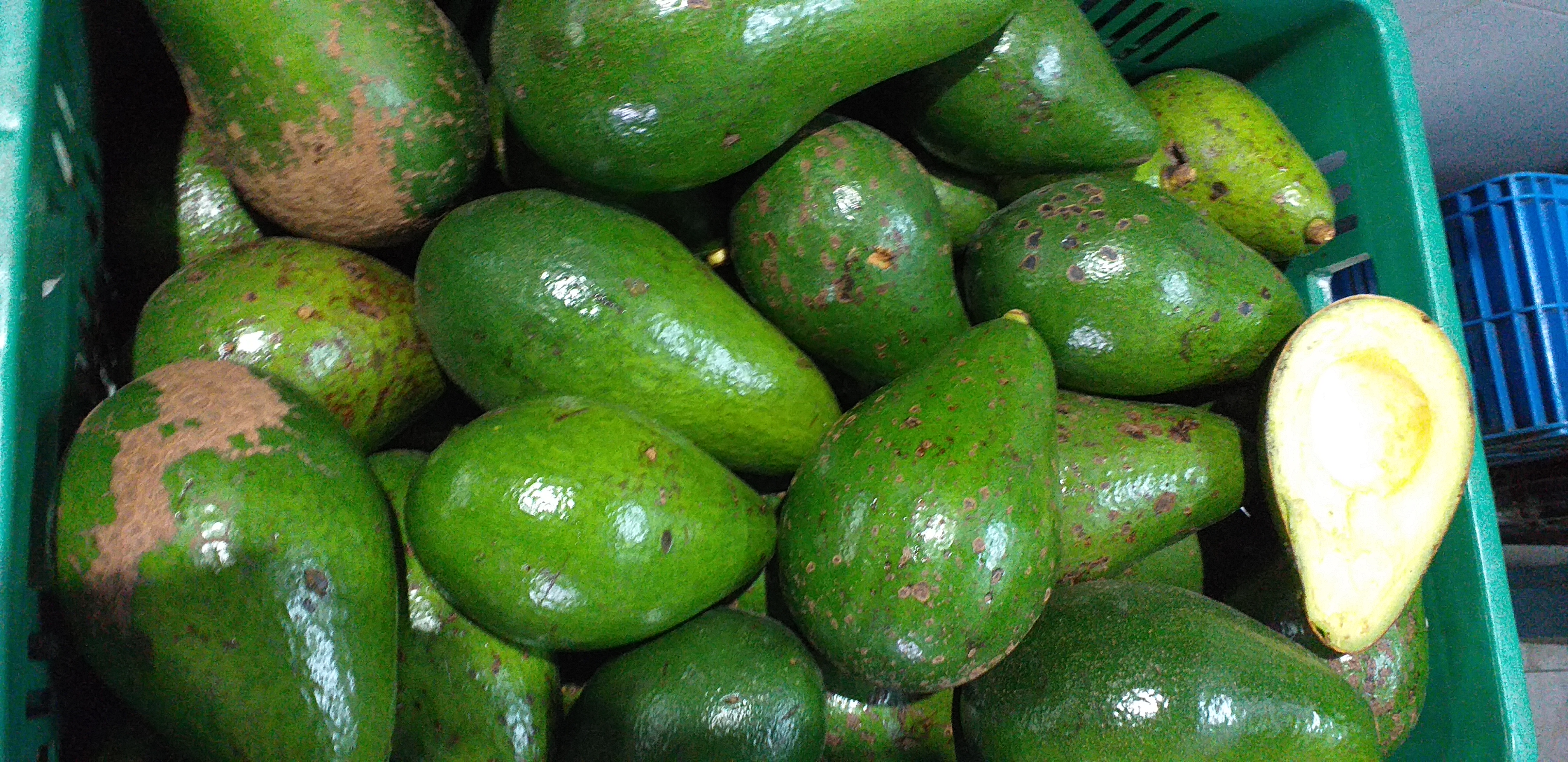 Aguacate santana