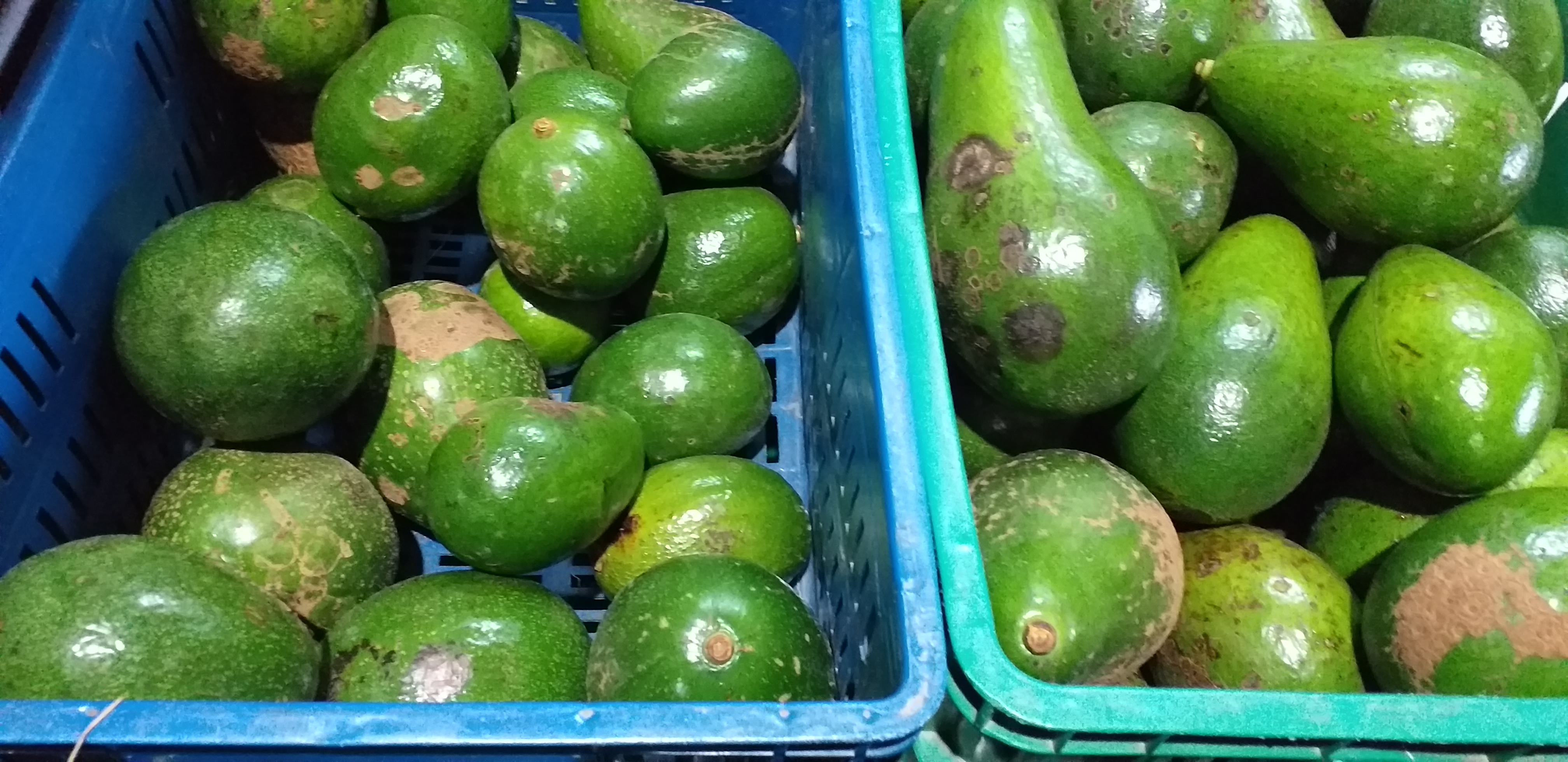 Aguacate choquette