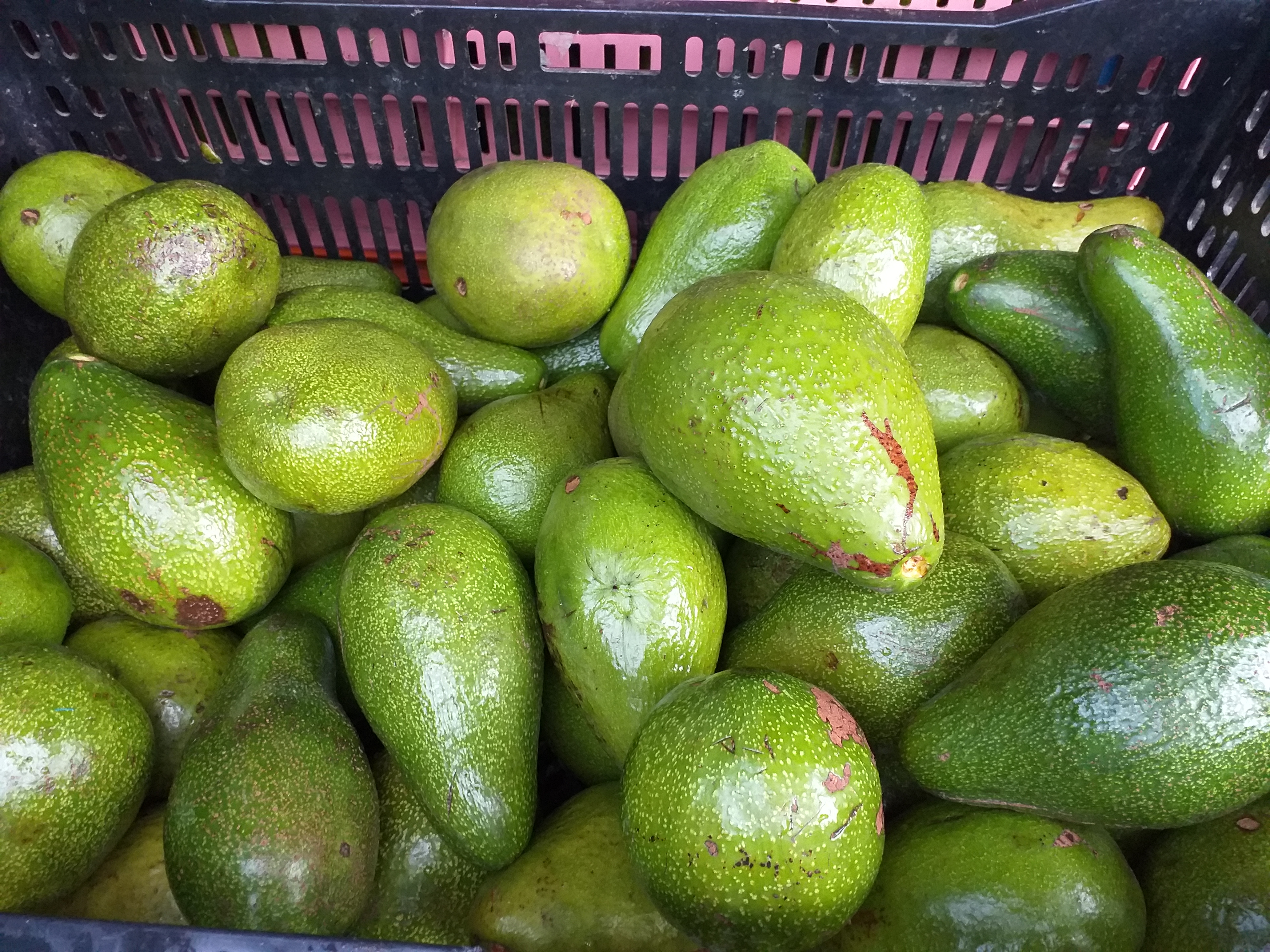 Aguacate criollo