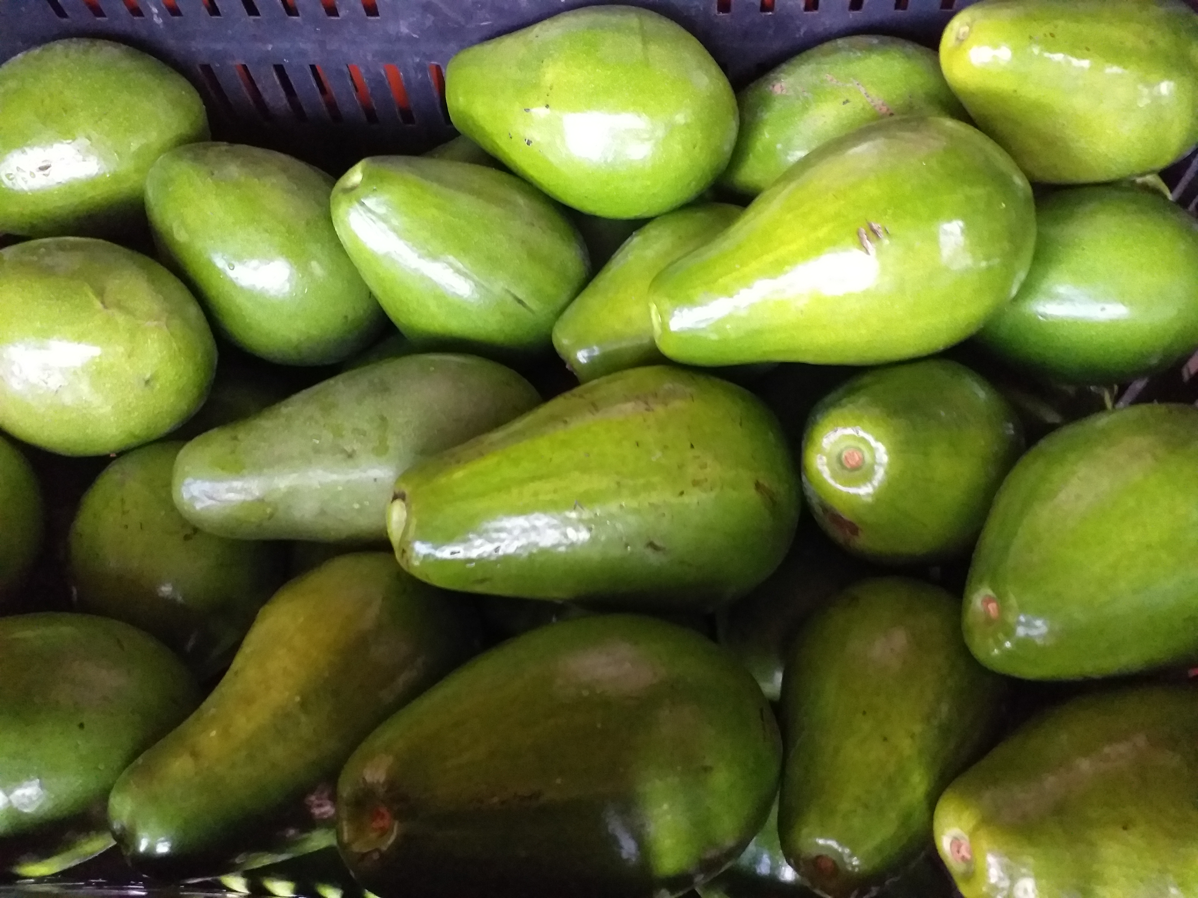 Aguacate papelillo