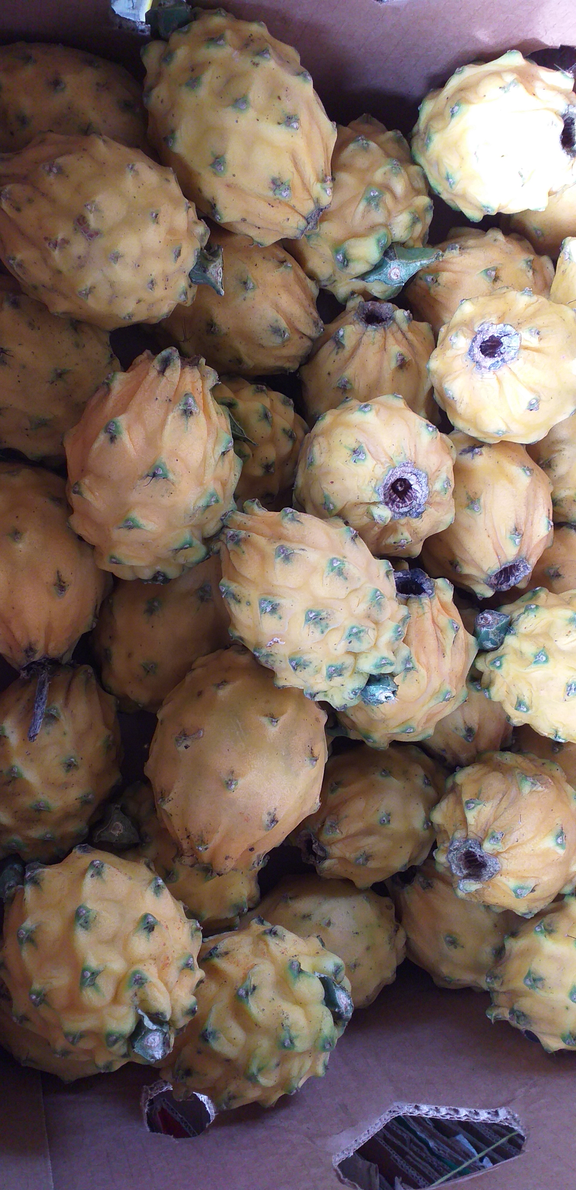 Pitahaya ecuatoriana