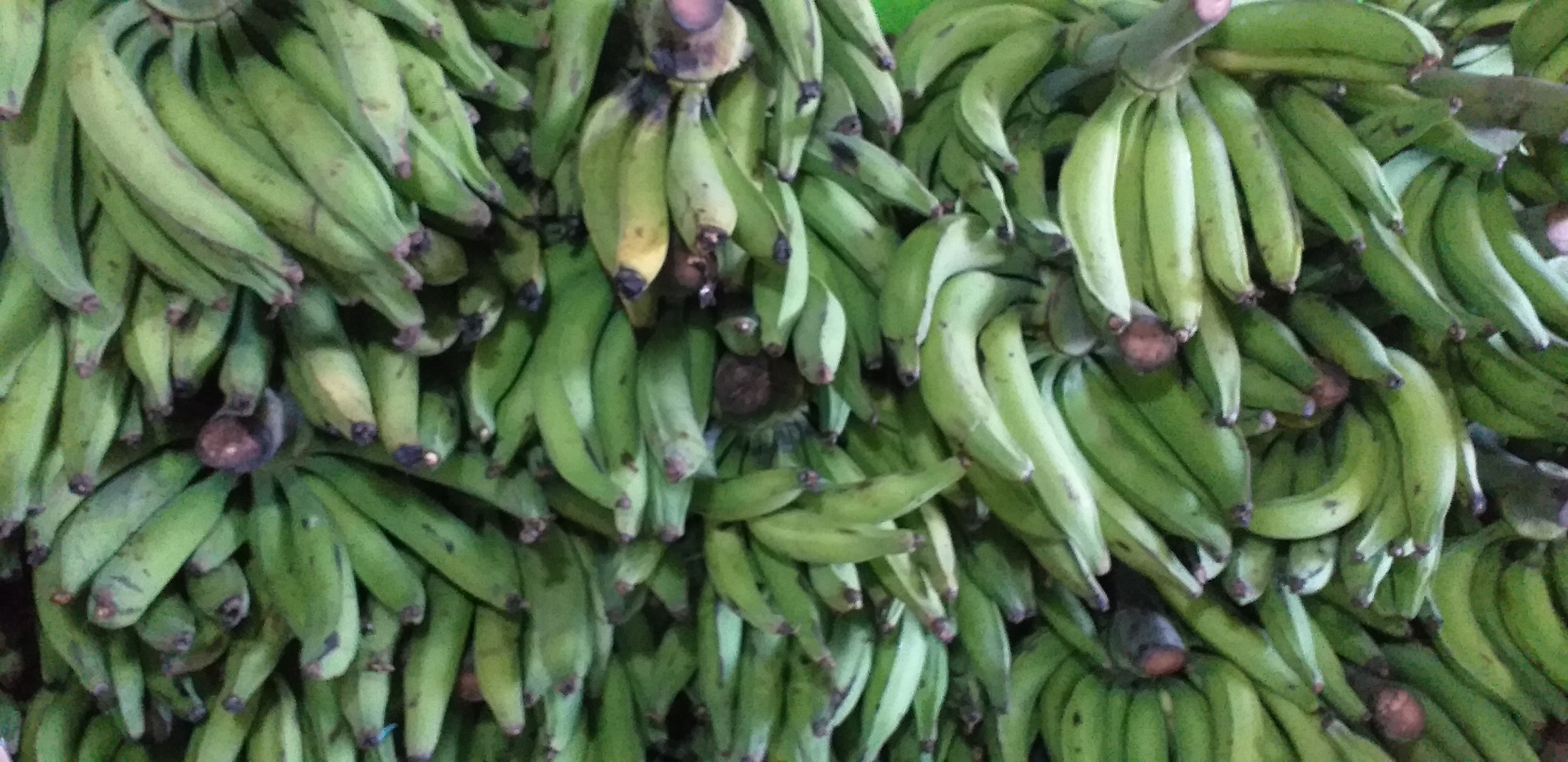 Platano verde