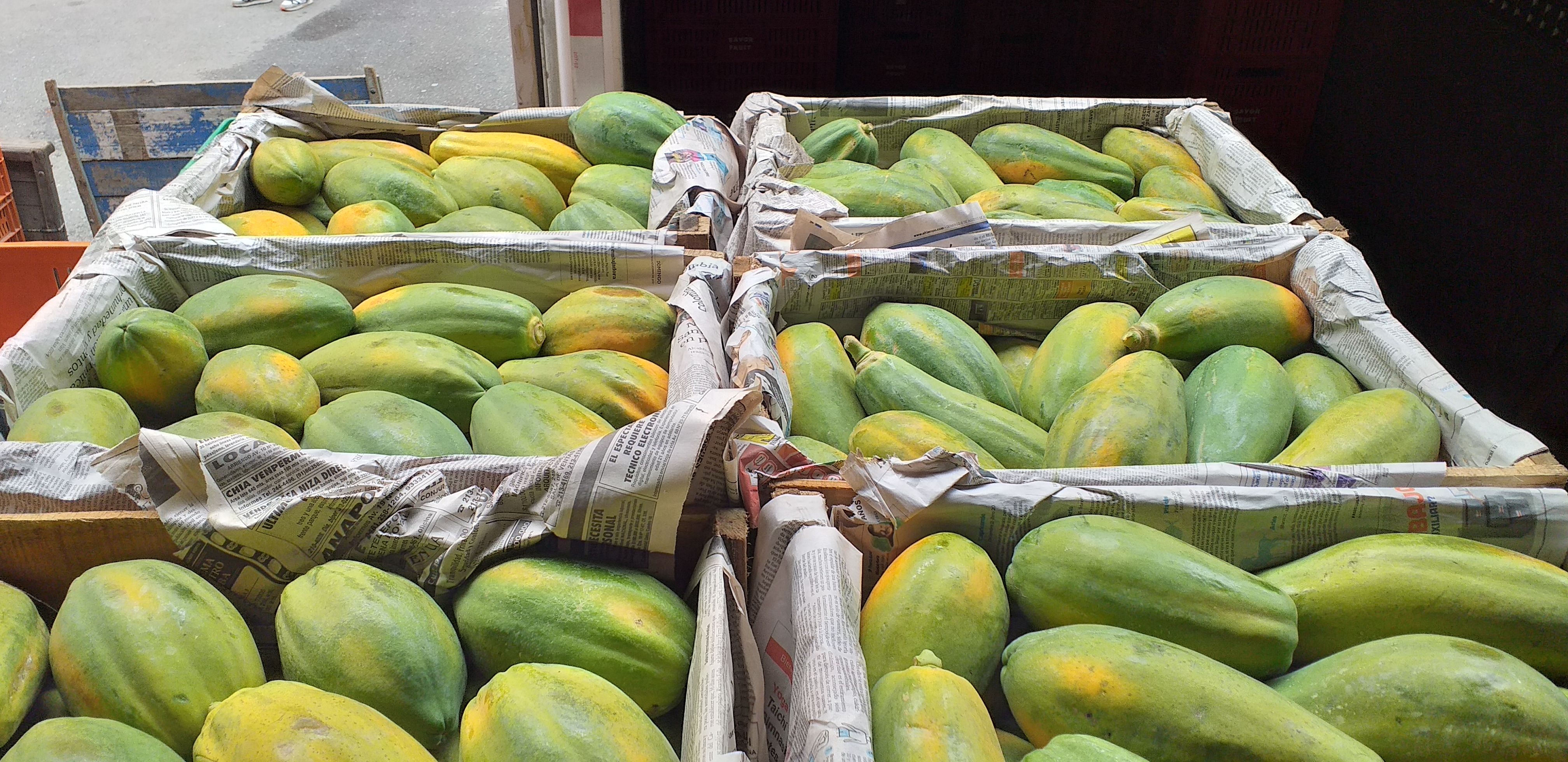 Papaya tainung