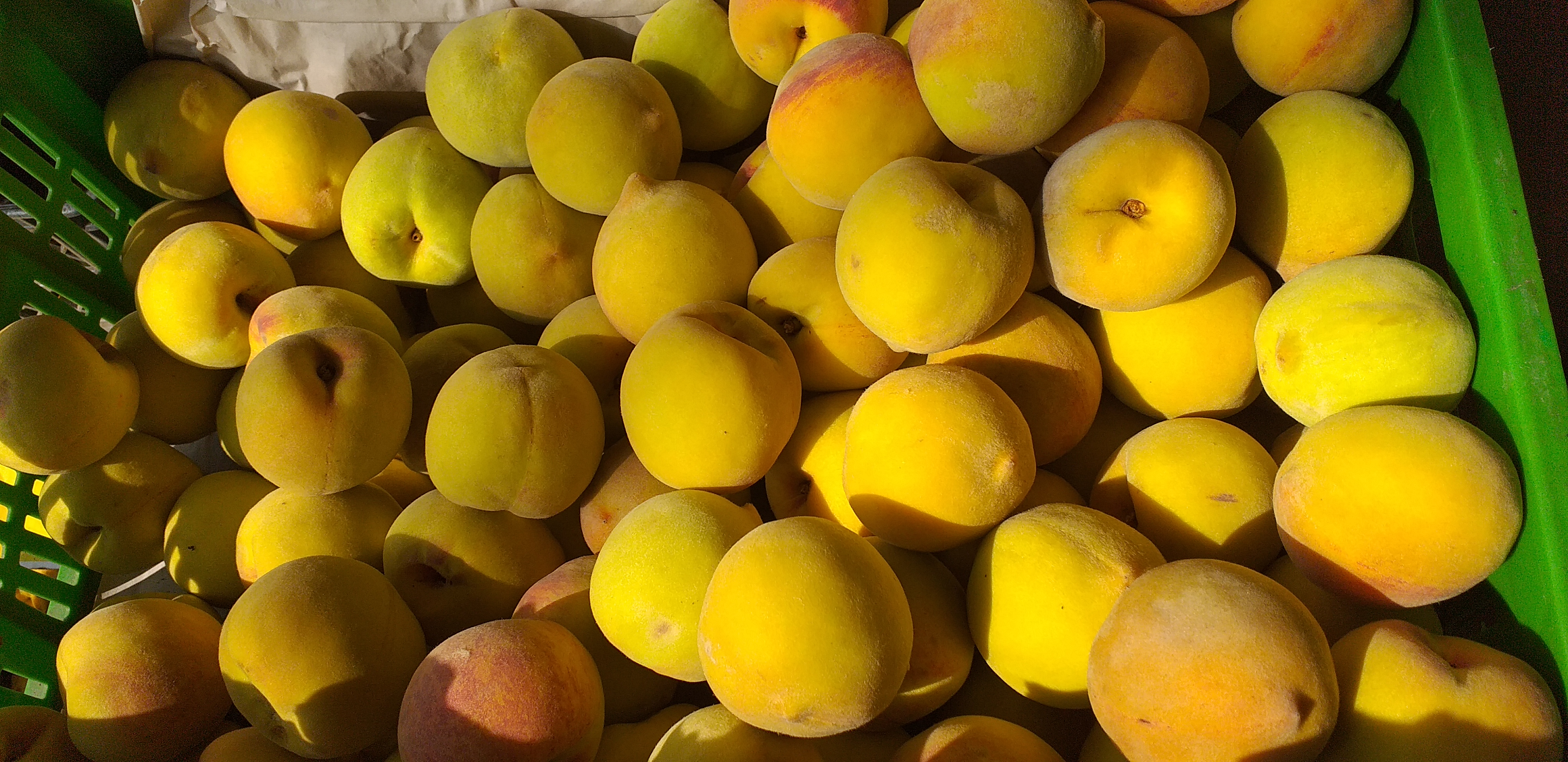 Durazno criollo