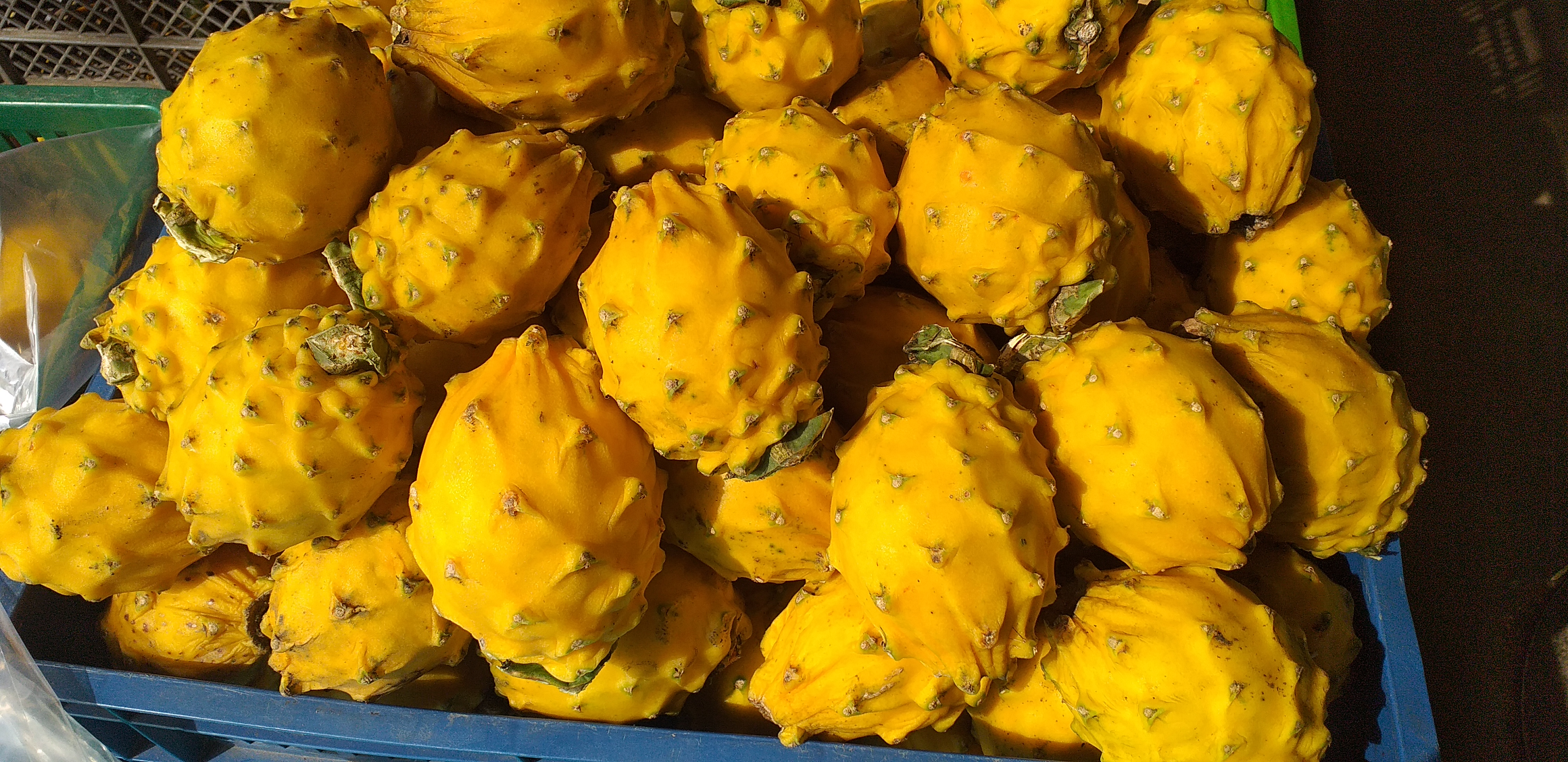 Pitahaya ecuatoriana