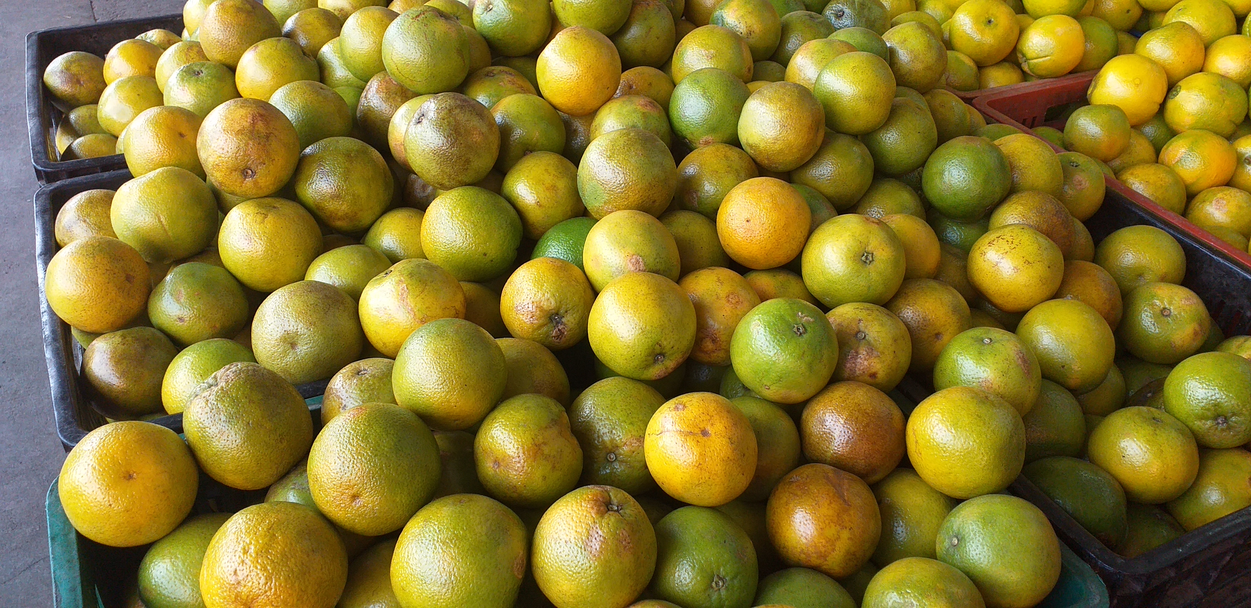 Naranja valencia