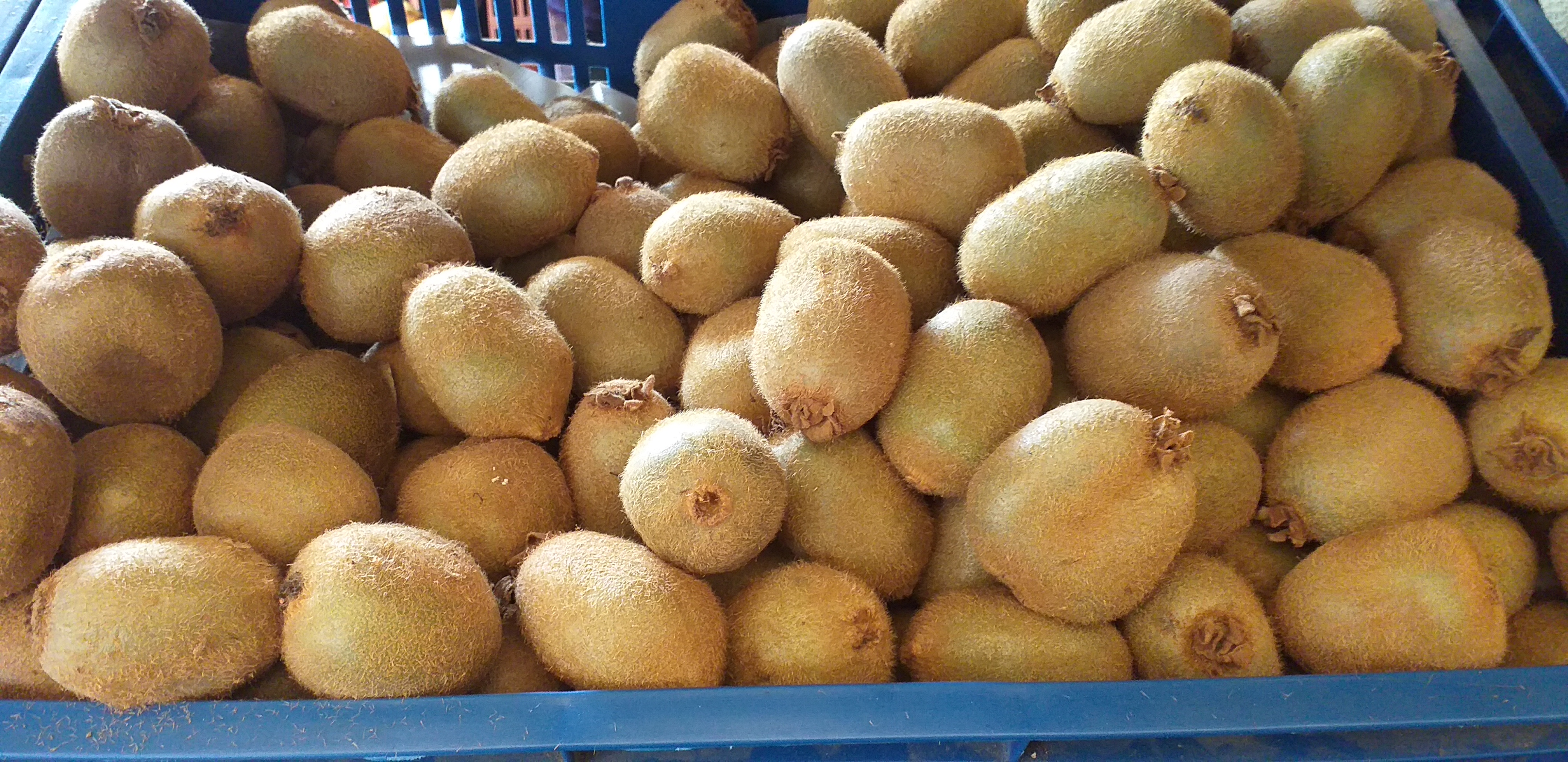 Kiwi