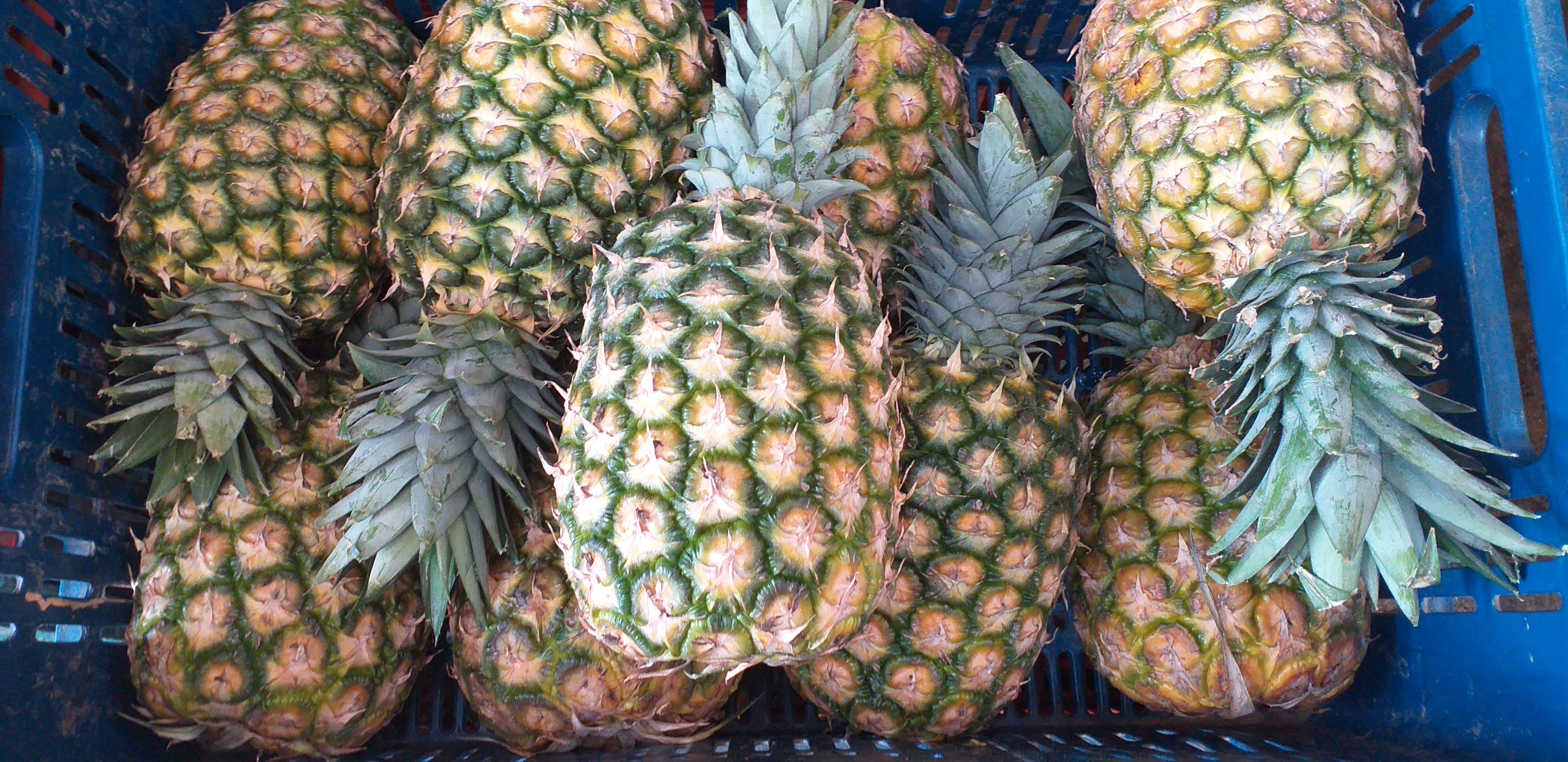 Piña oromiel