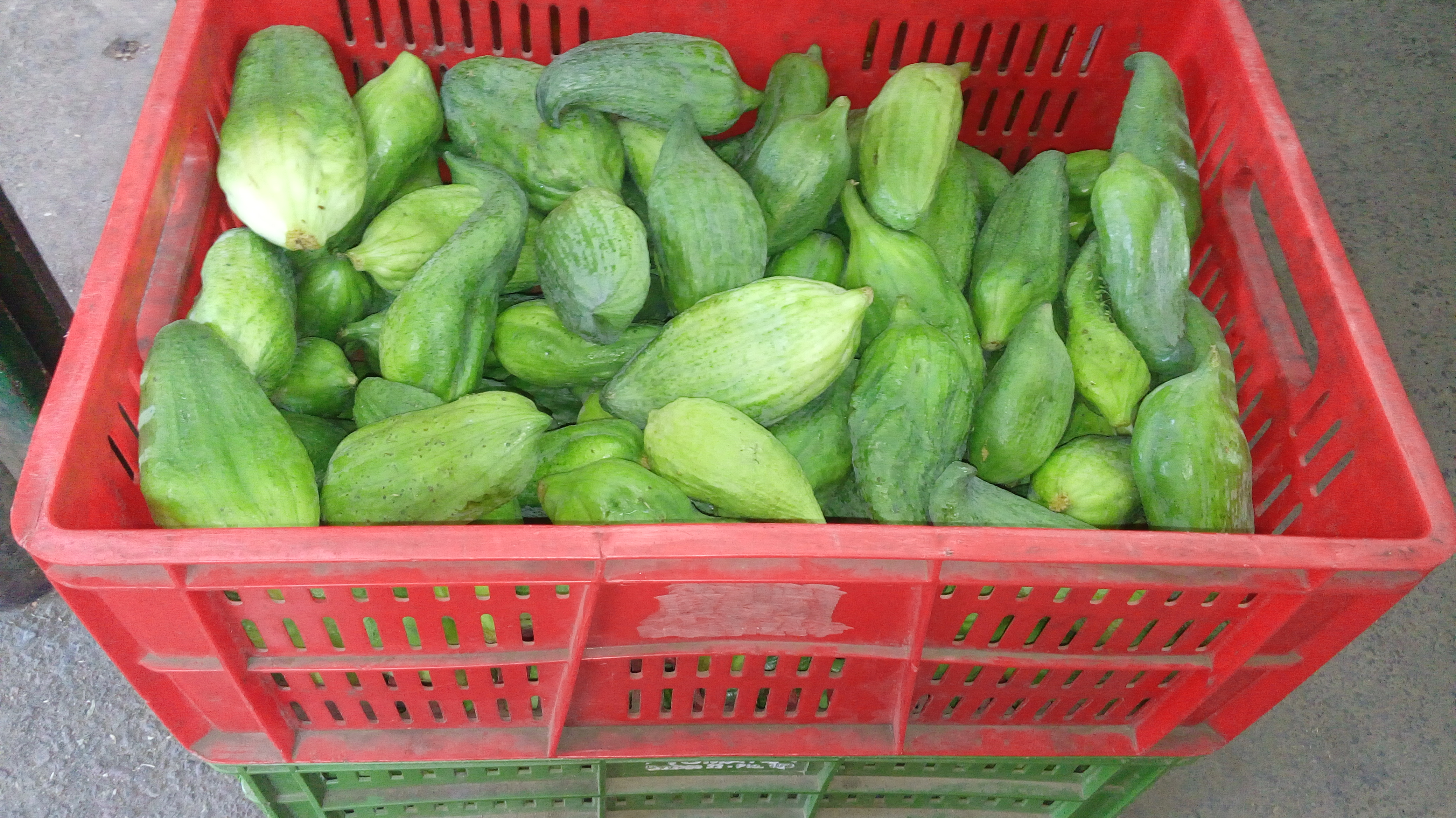 Pepino para guiso