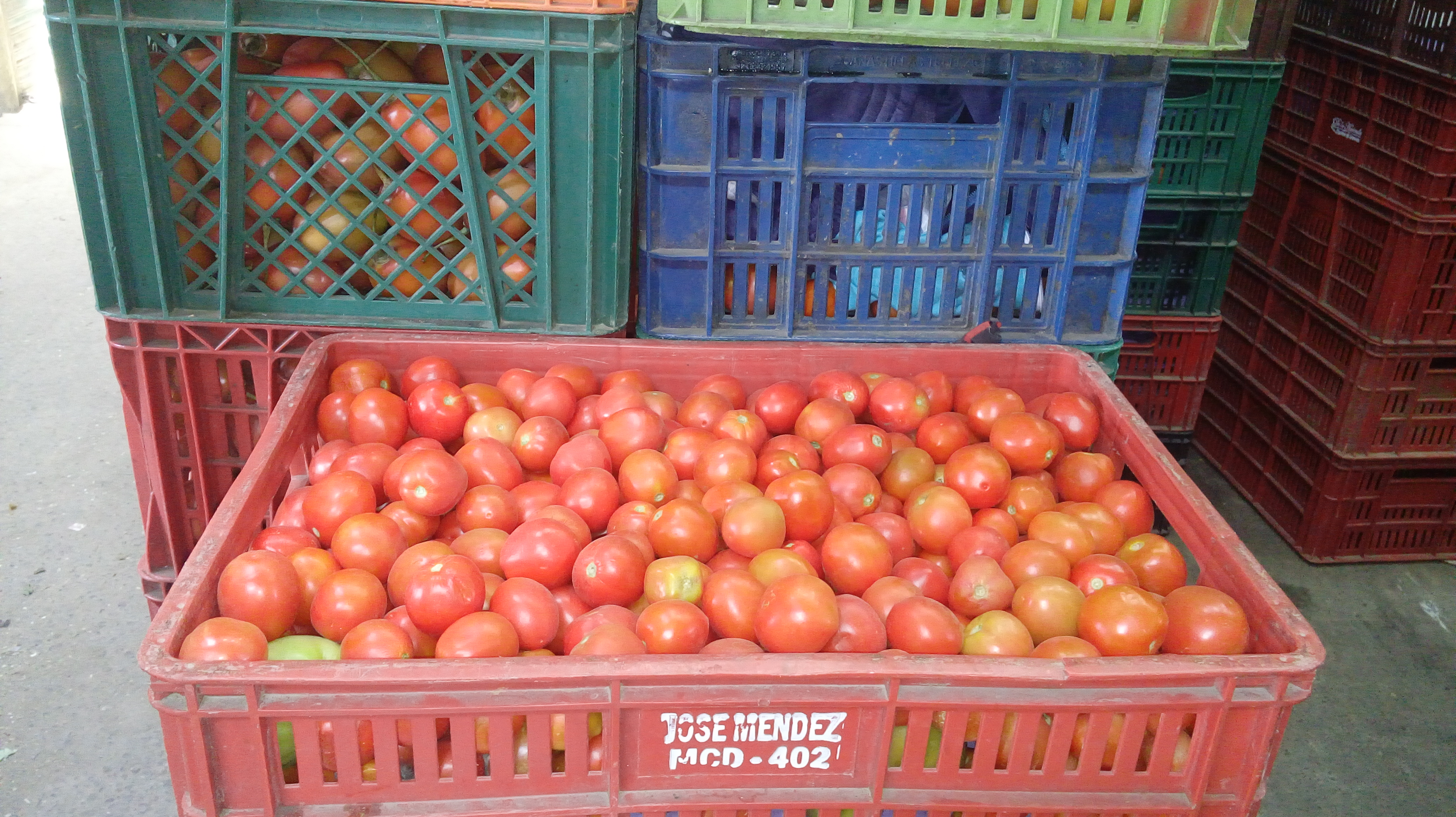 Tomate chonto fino
