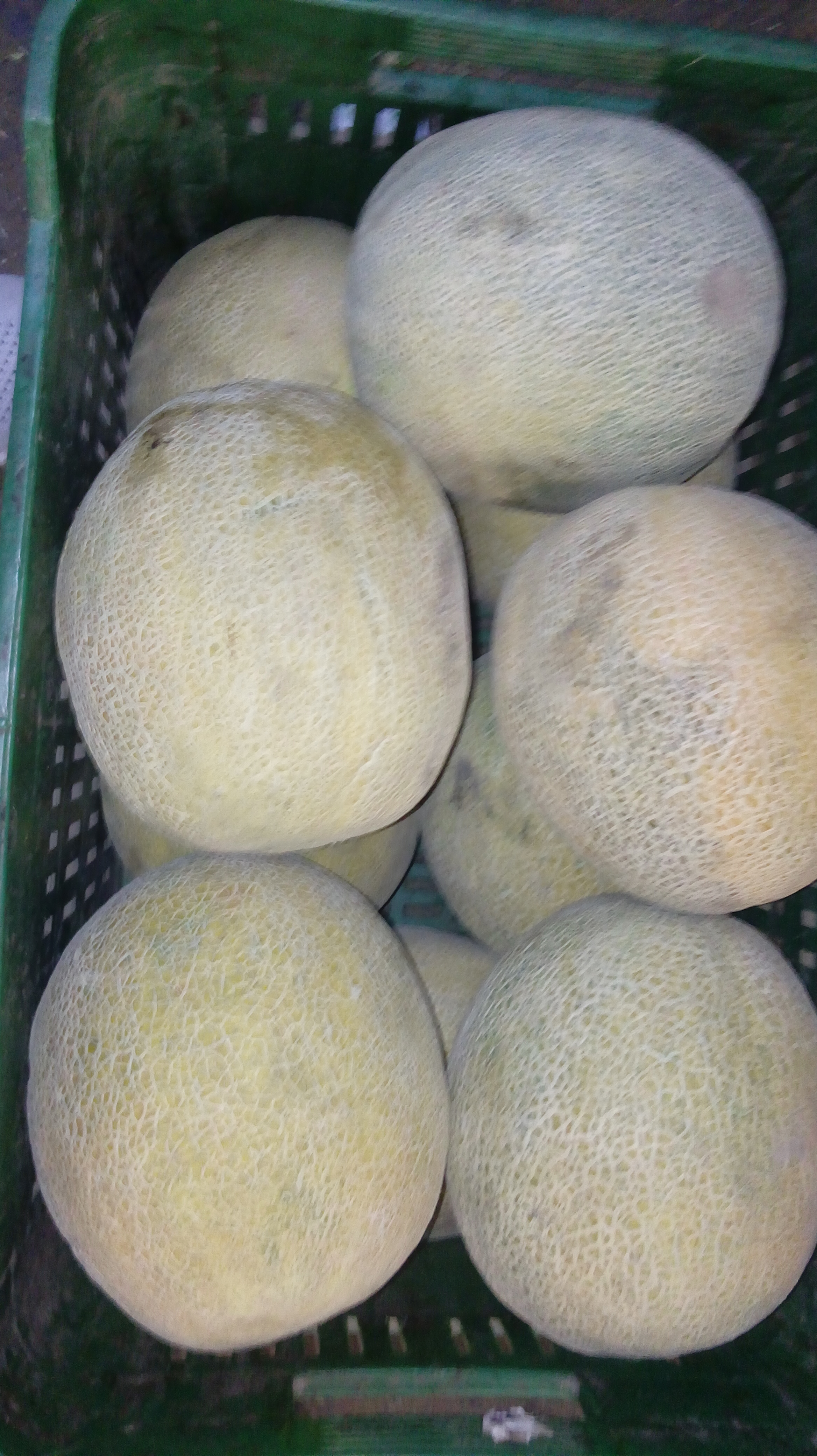 Melón