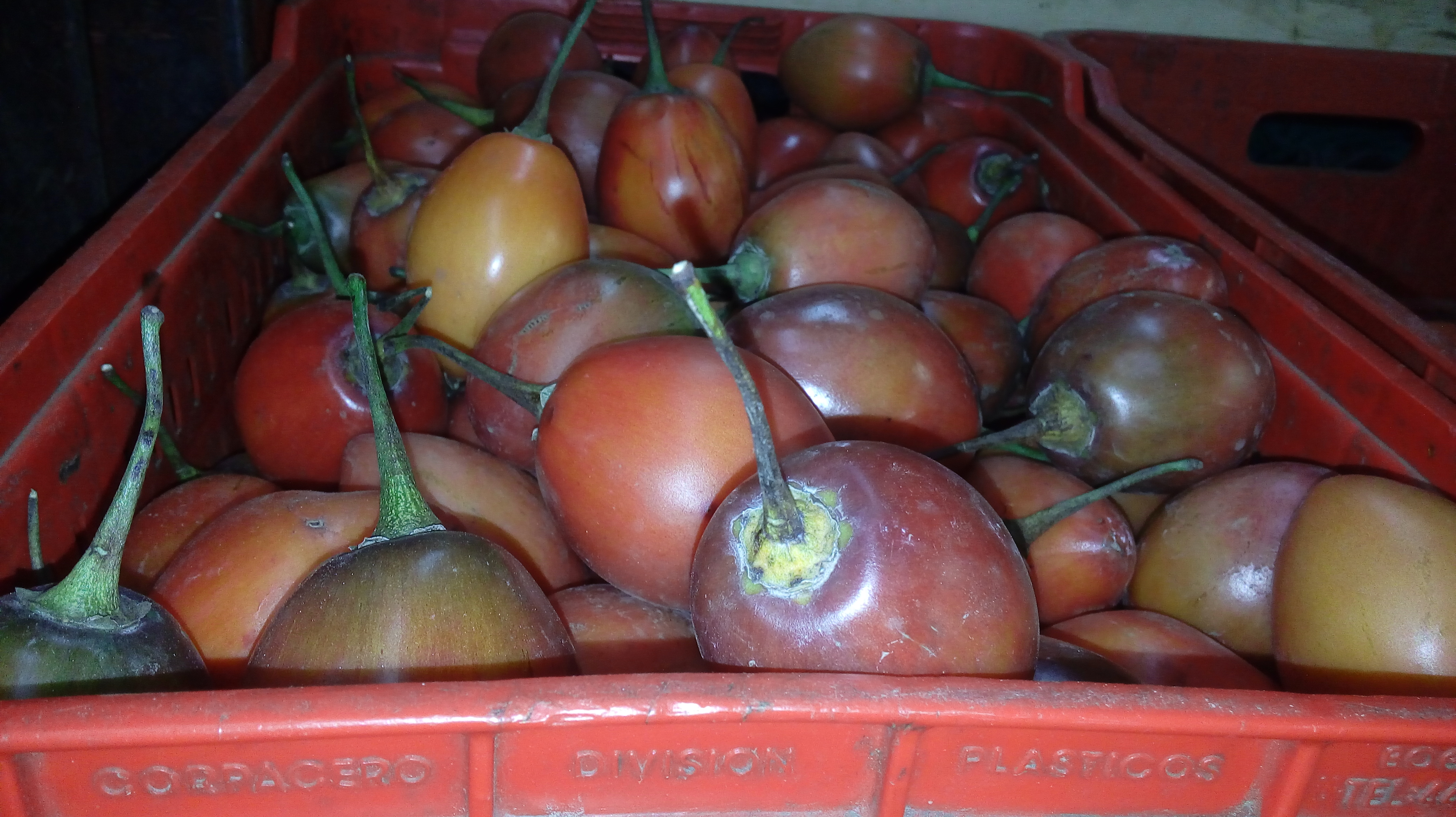 Tomate de arbol