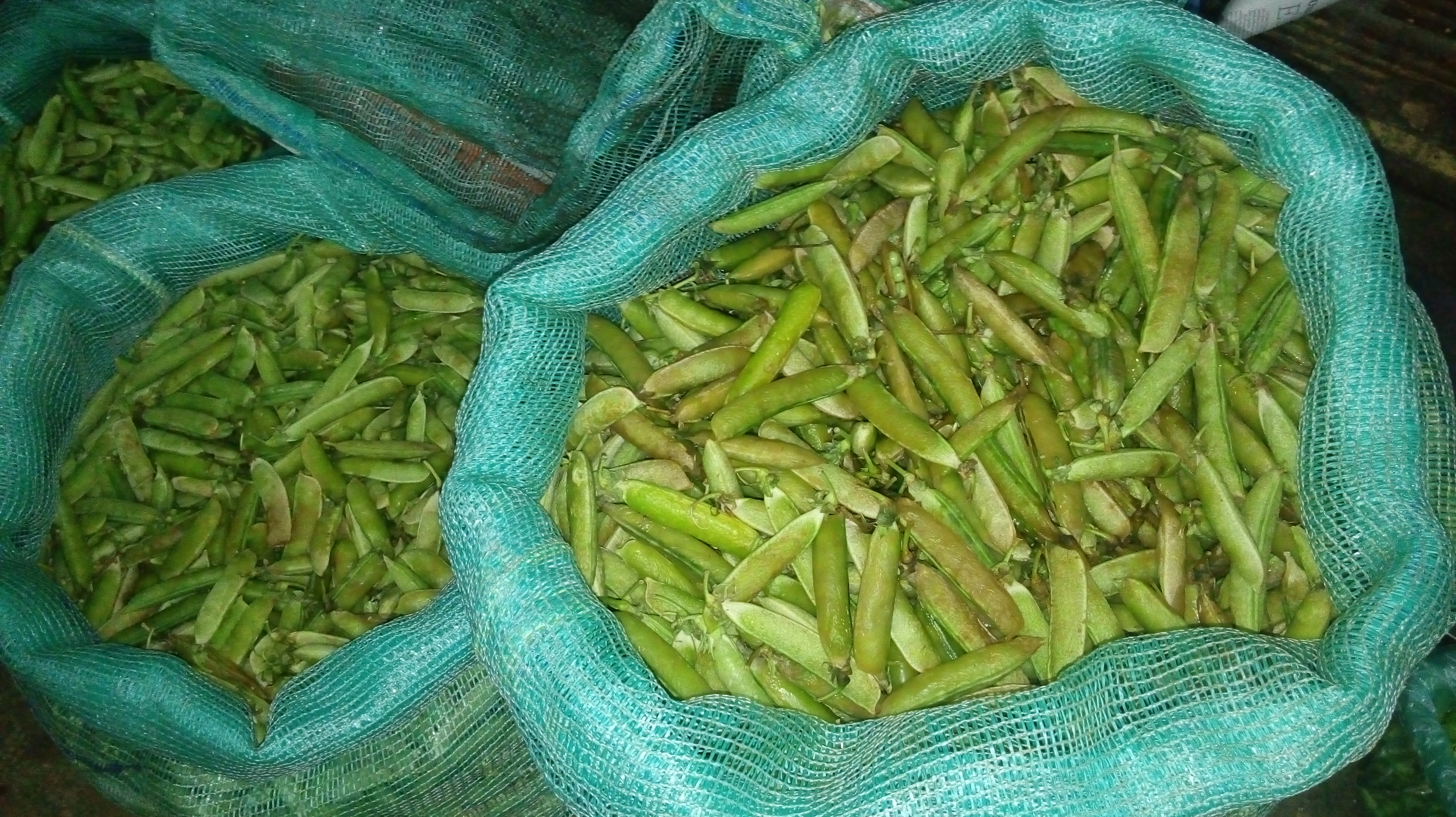 Arveja