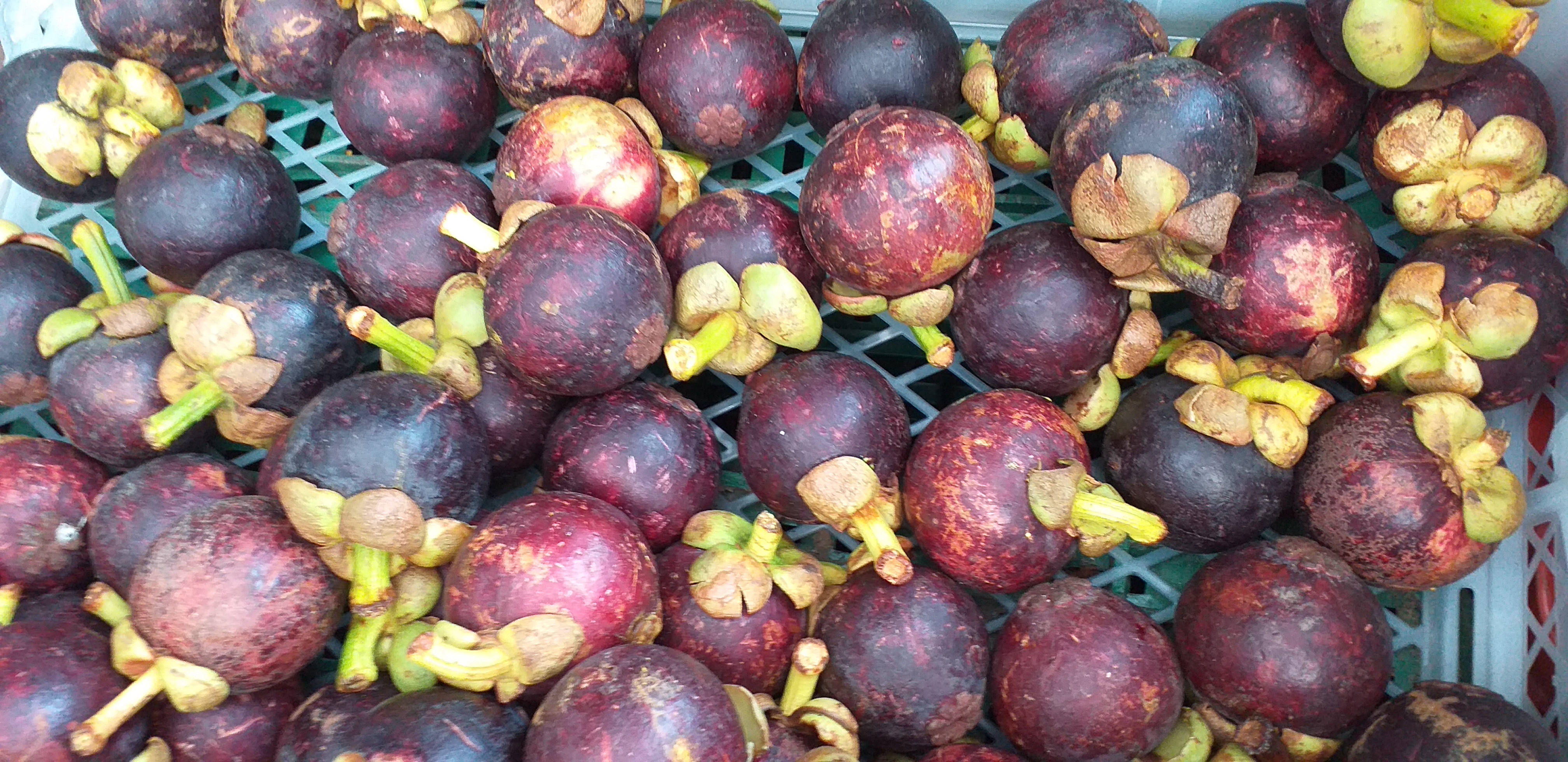 Mangostino