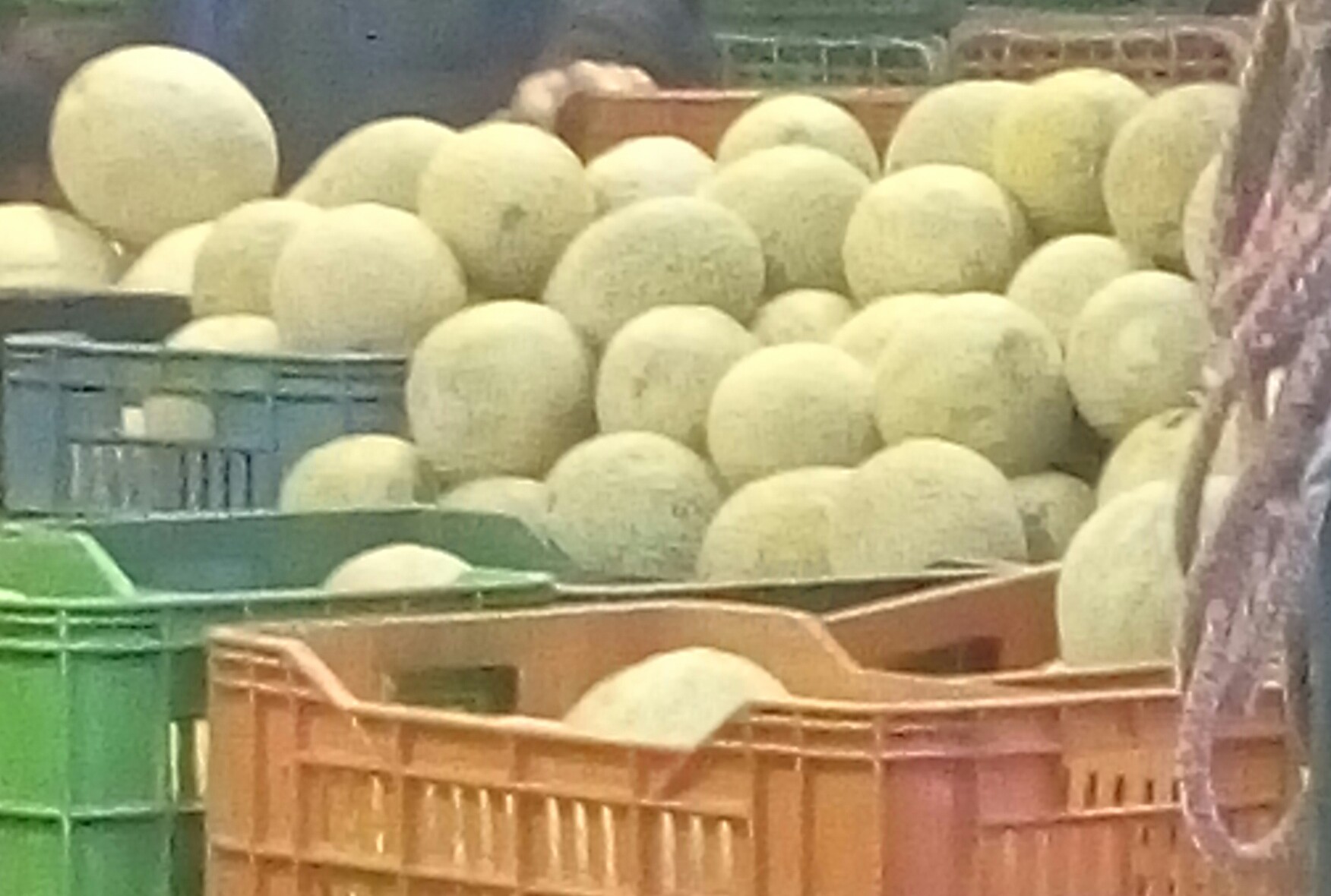 Melon