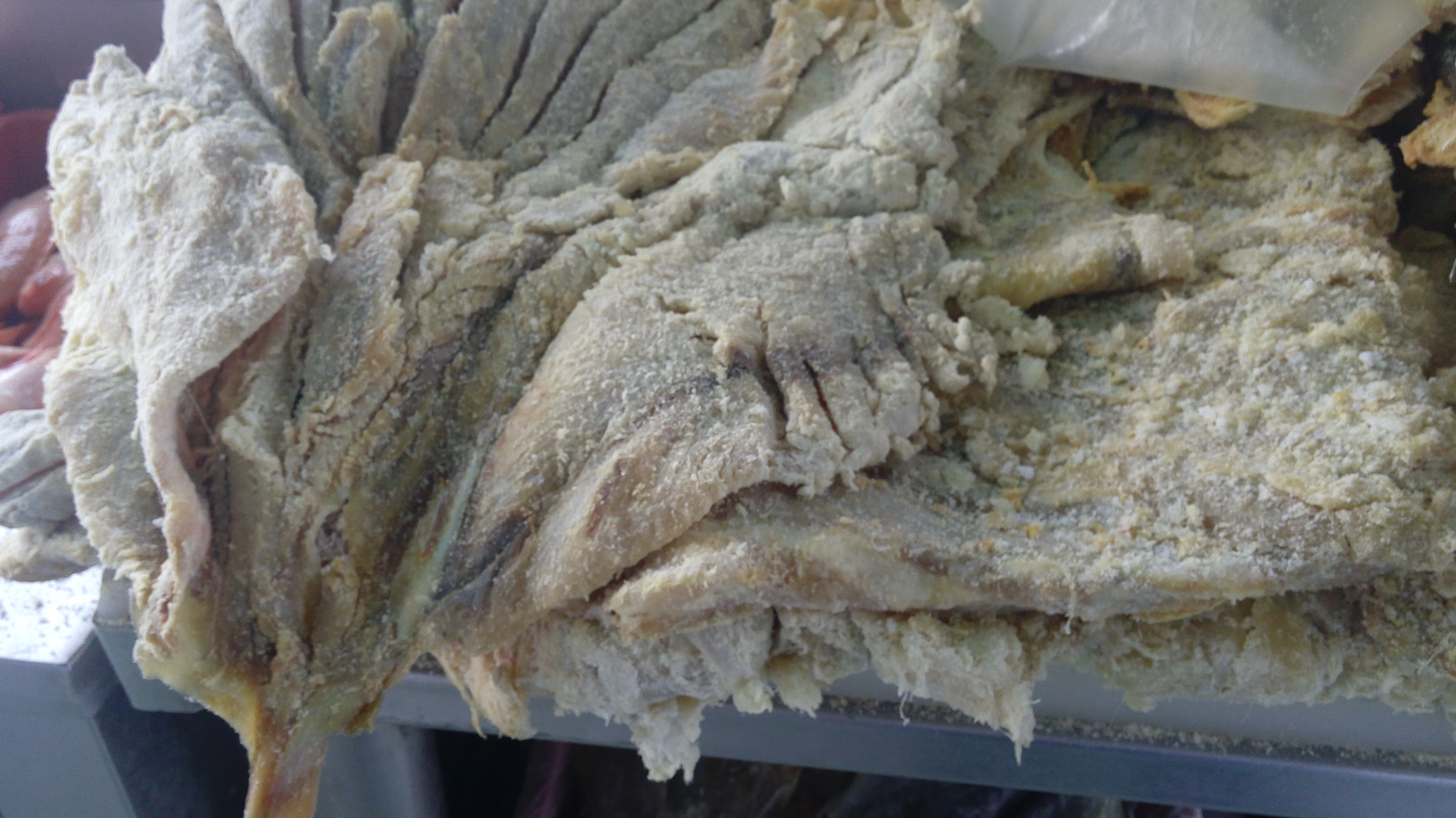 Pescado seco Bagre